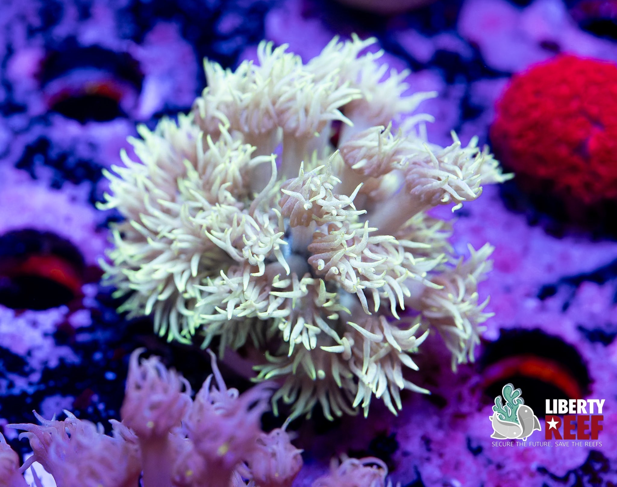 Liberty Reef Auction