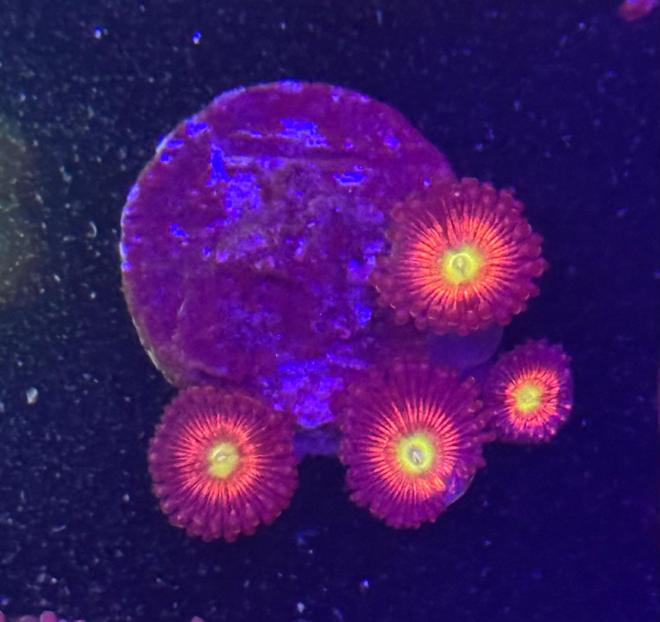 Everlasting Gobstopper Zoas