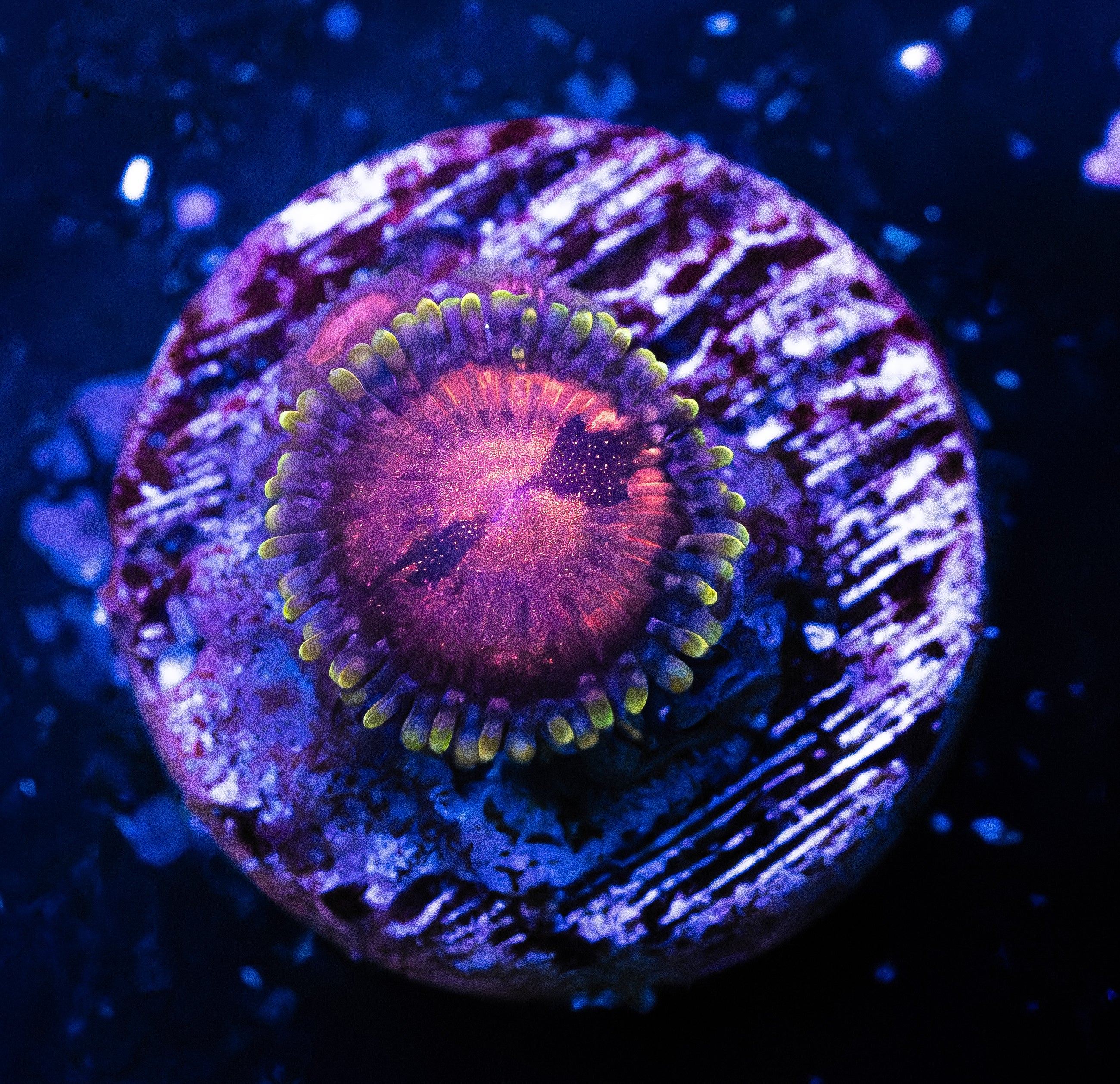 Scarlett Fever Zoa