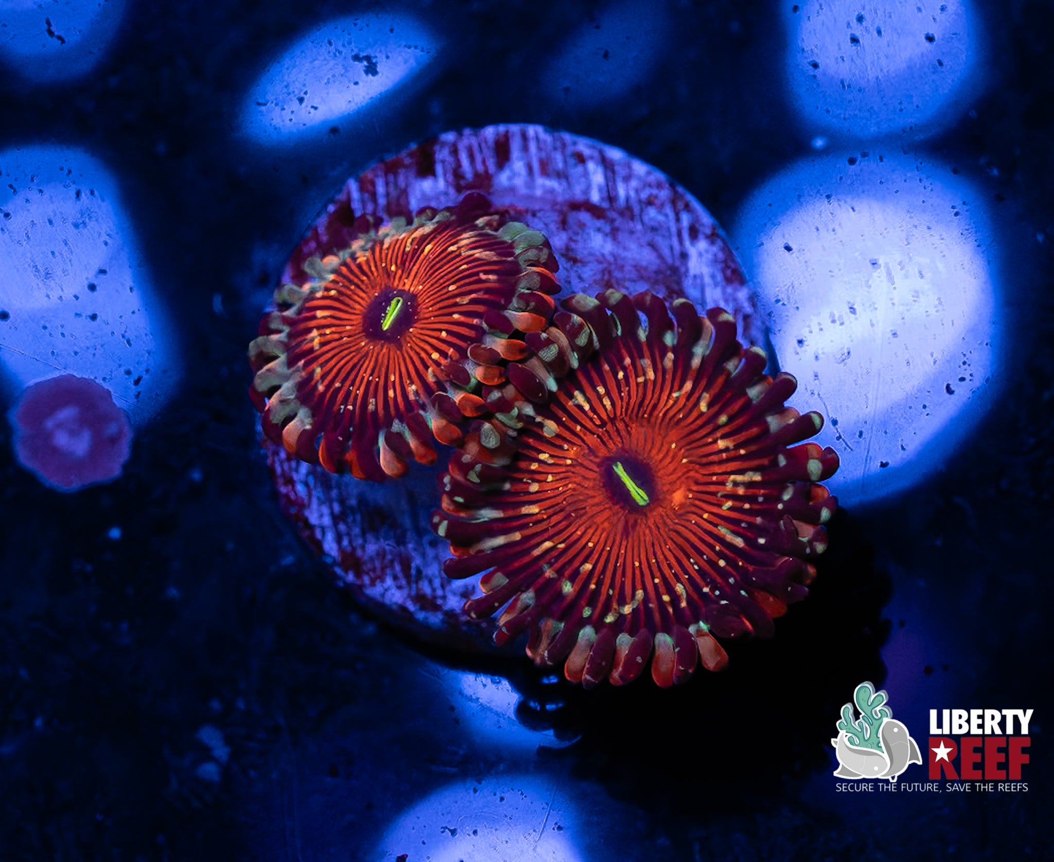Seduction Zoas