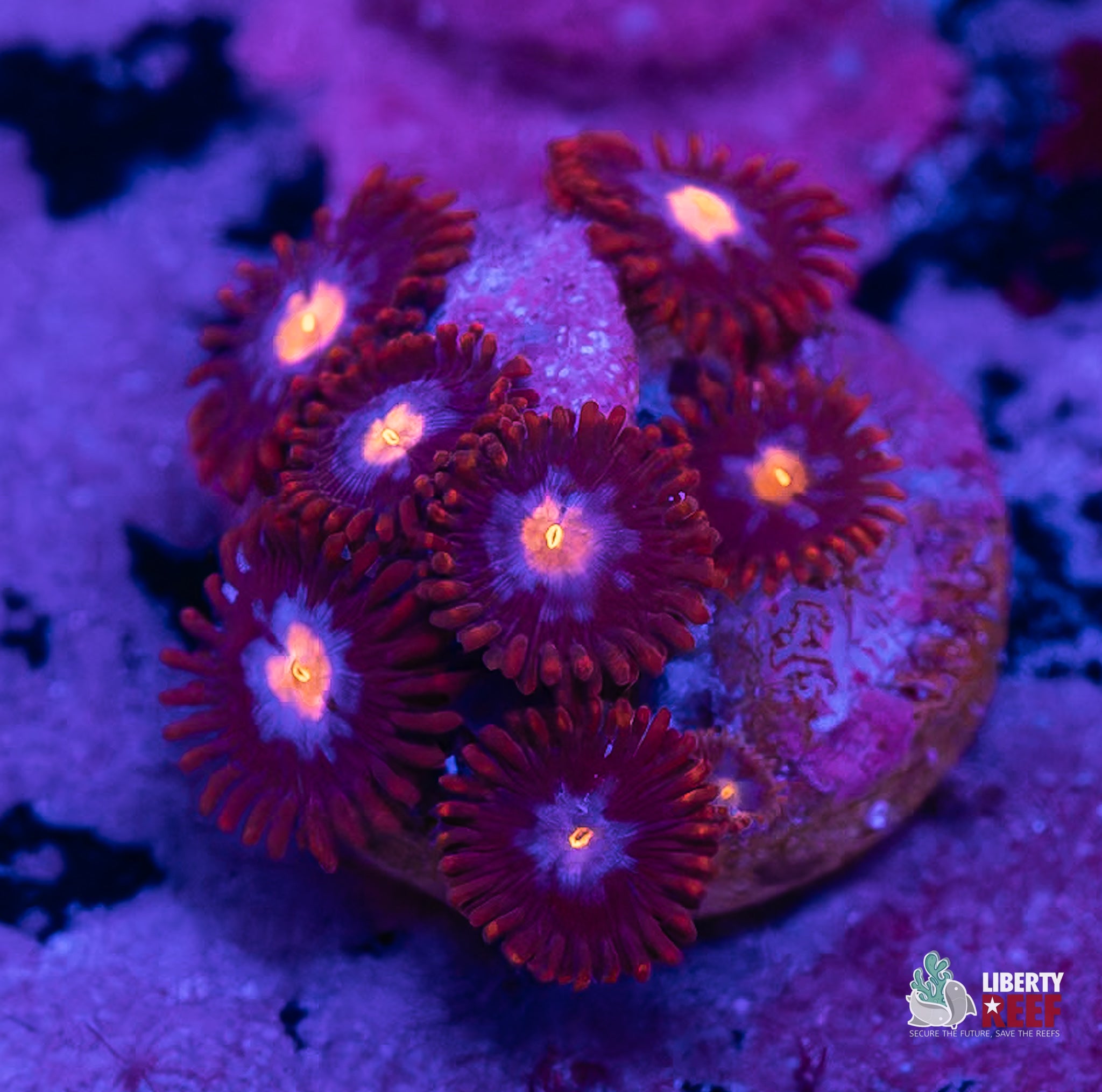 10/31 Online Auction