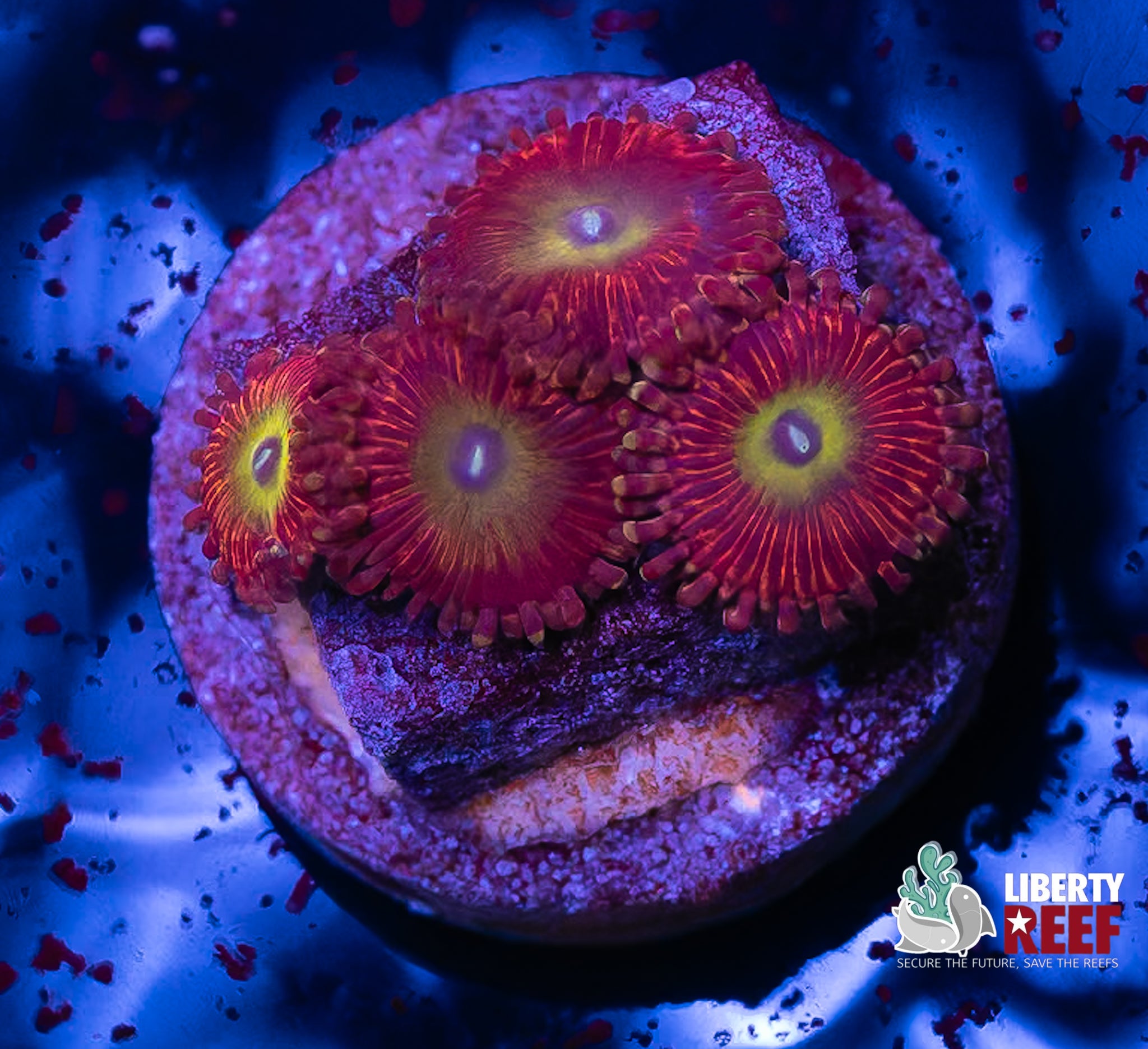 Candy Apple Red Zoas