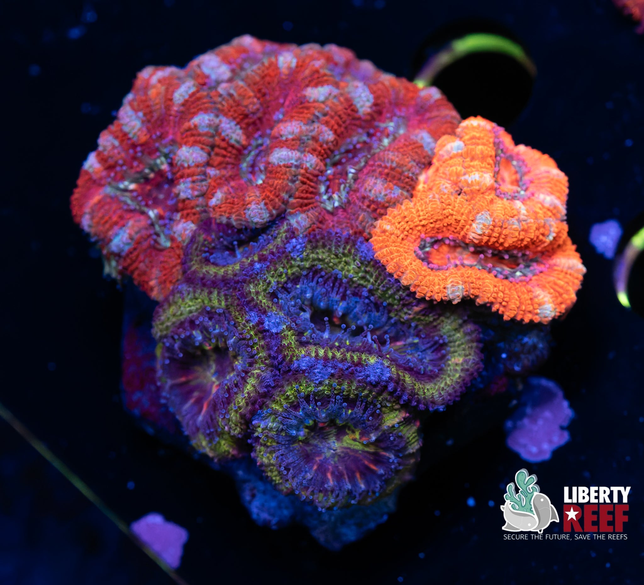 Ultra Acan Garden