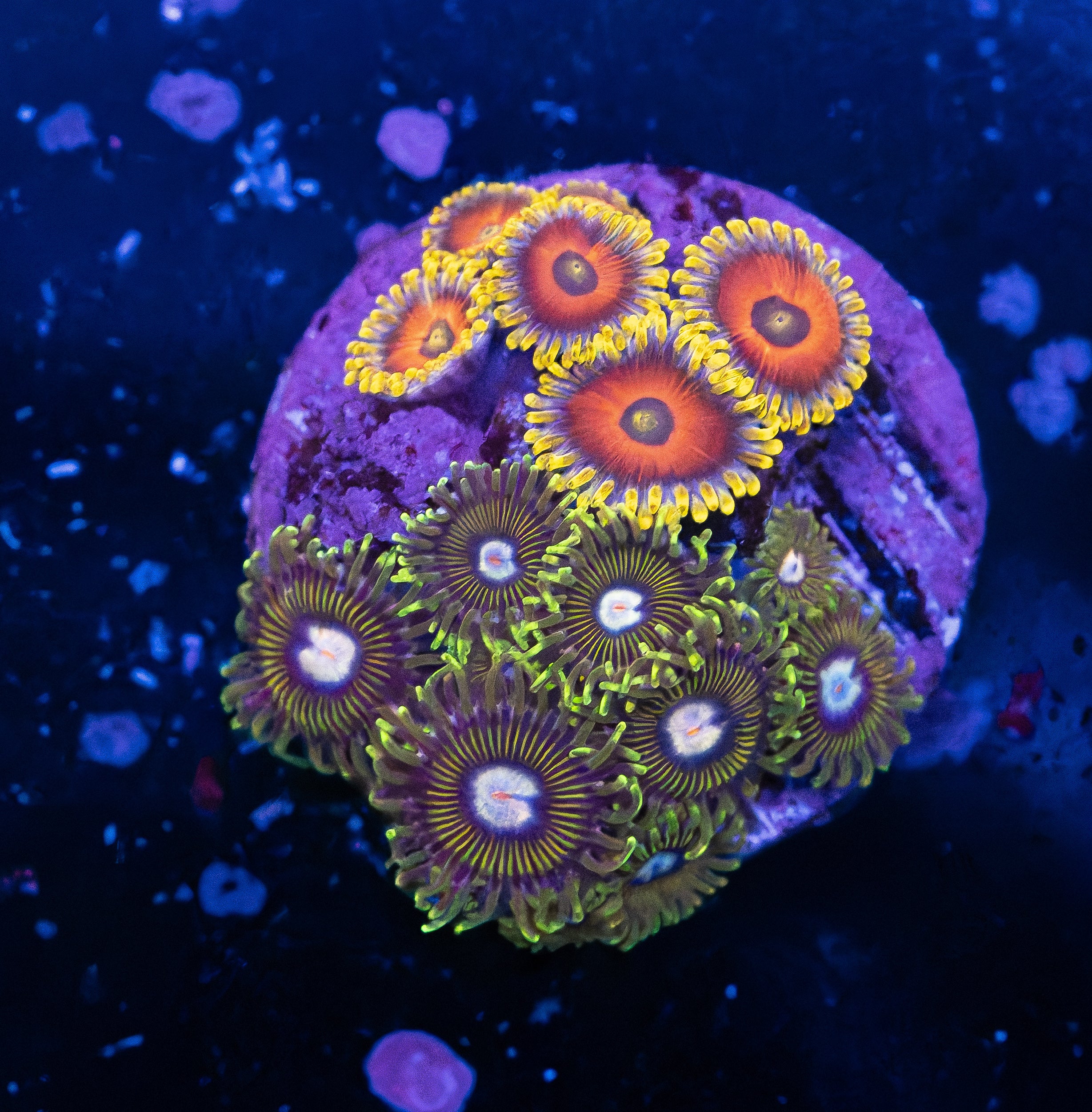 Tweety Bird / Jungle Juice Combo Zoas