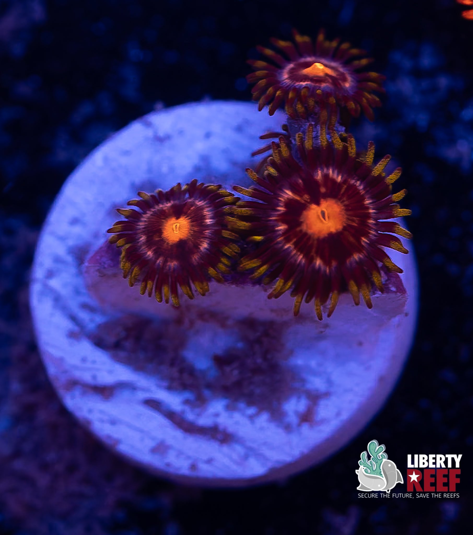 Blow Pop Zoas