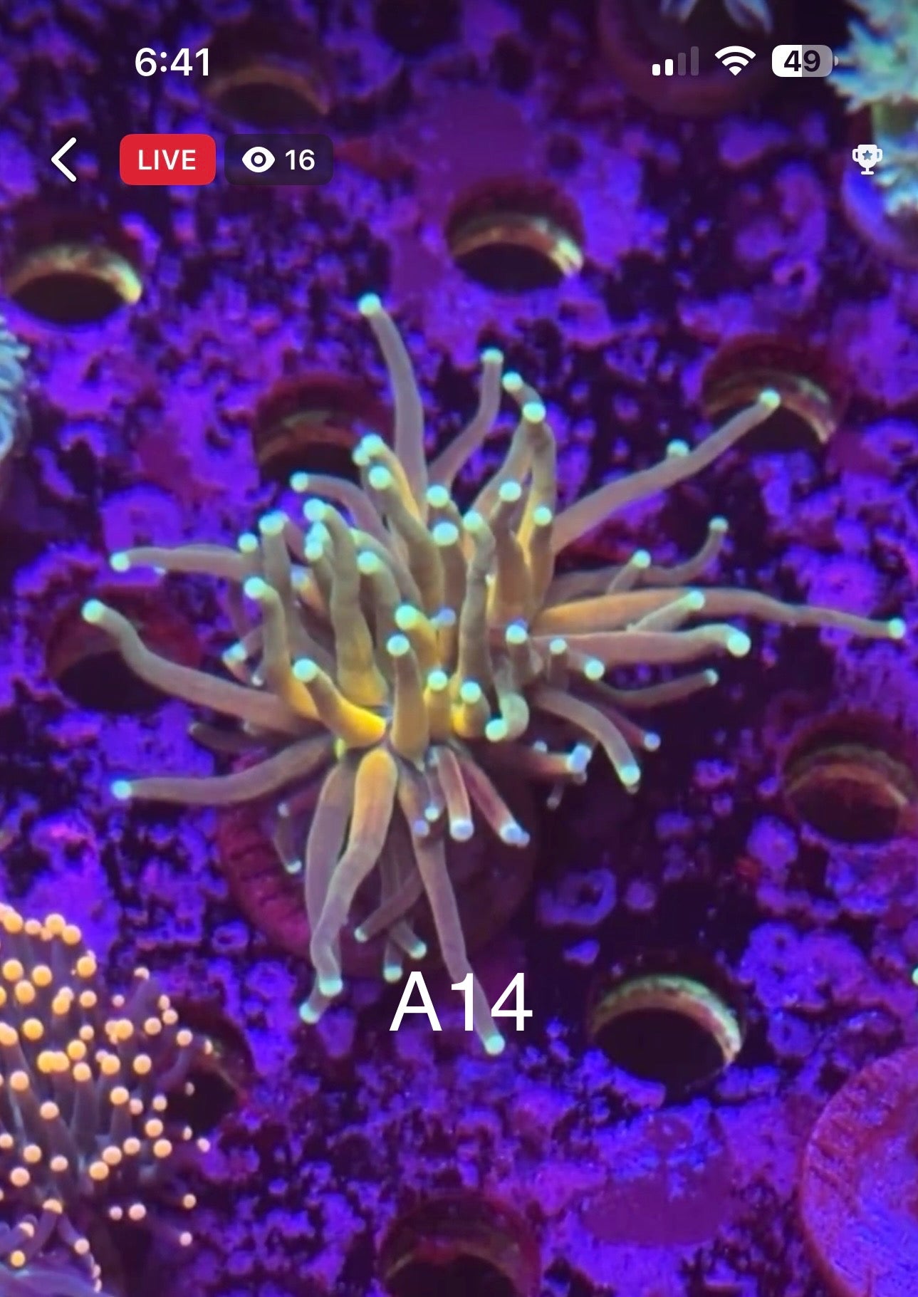 7/12