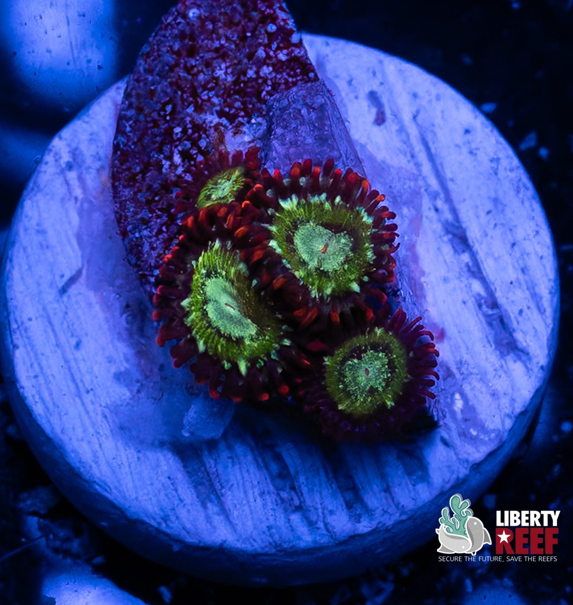 Treehouse on Fire Zoas