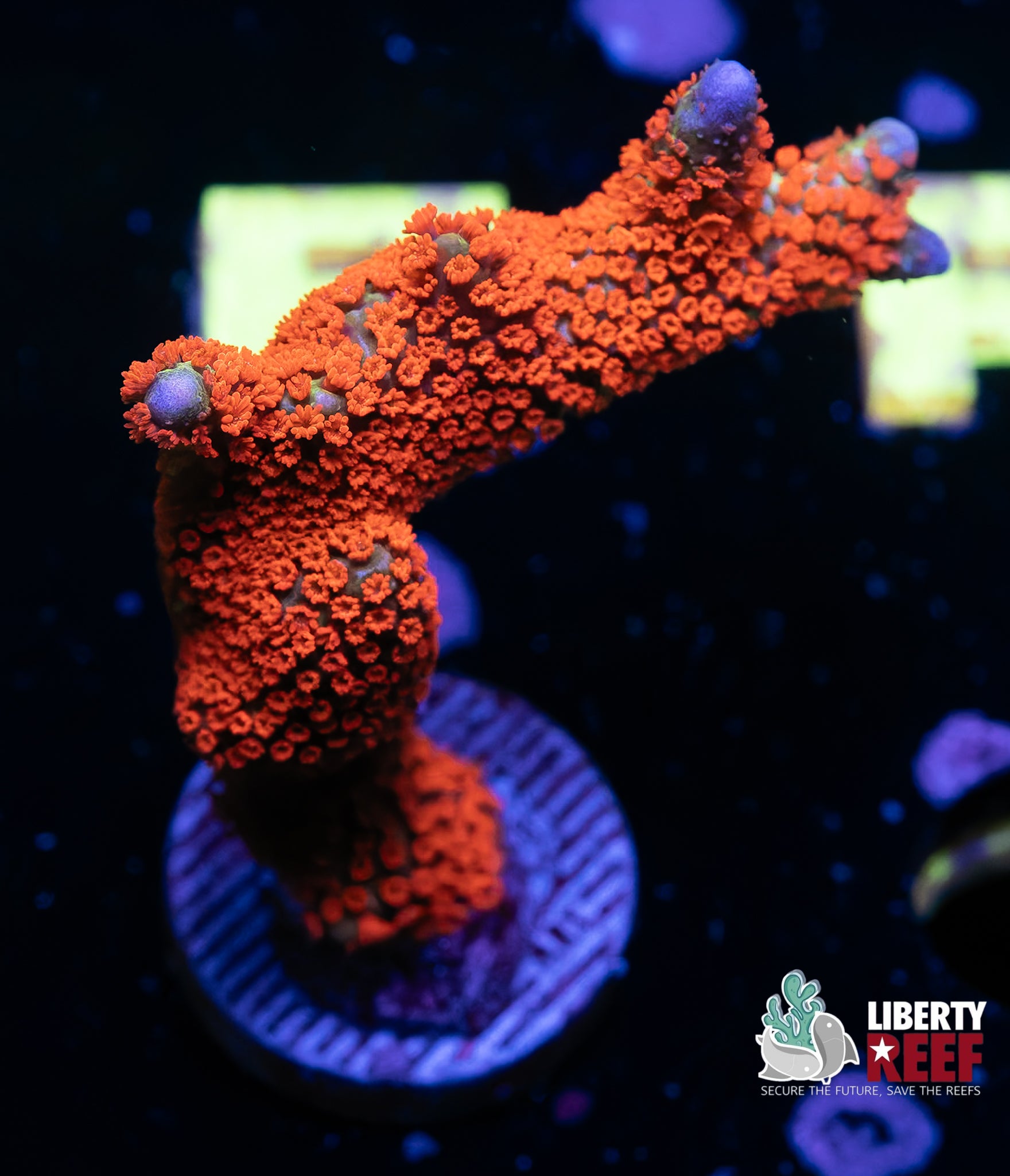 Aquacultured Bubble Gum Digi Chunk