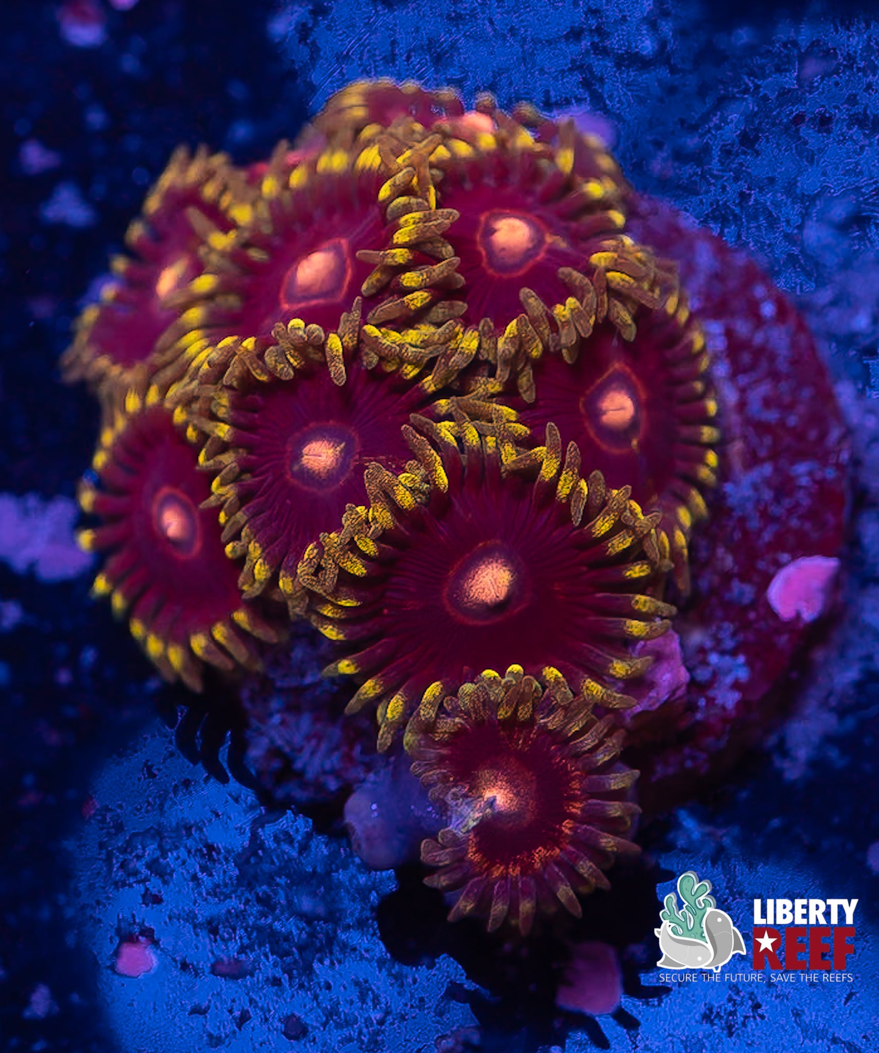 CB King Jawbreaker Hornet Zoas