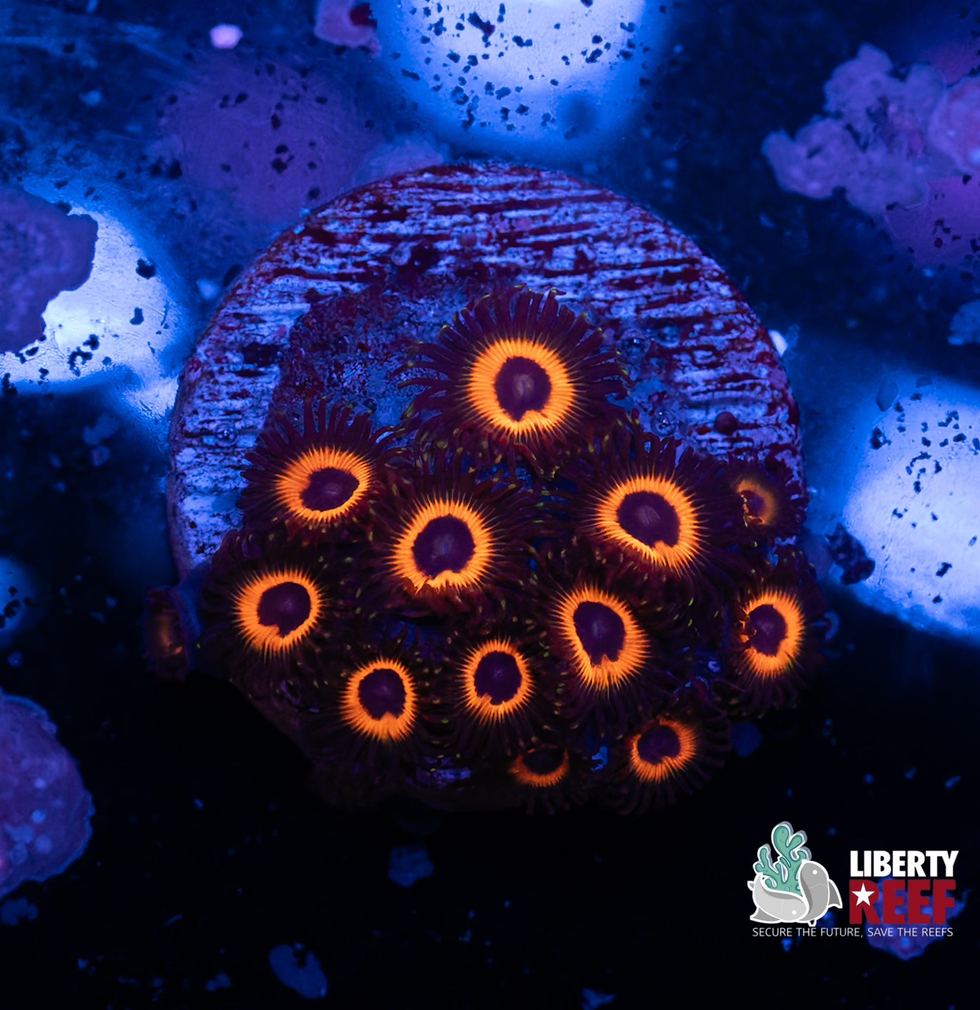 Reverse Bob Marley Zoas