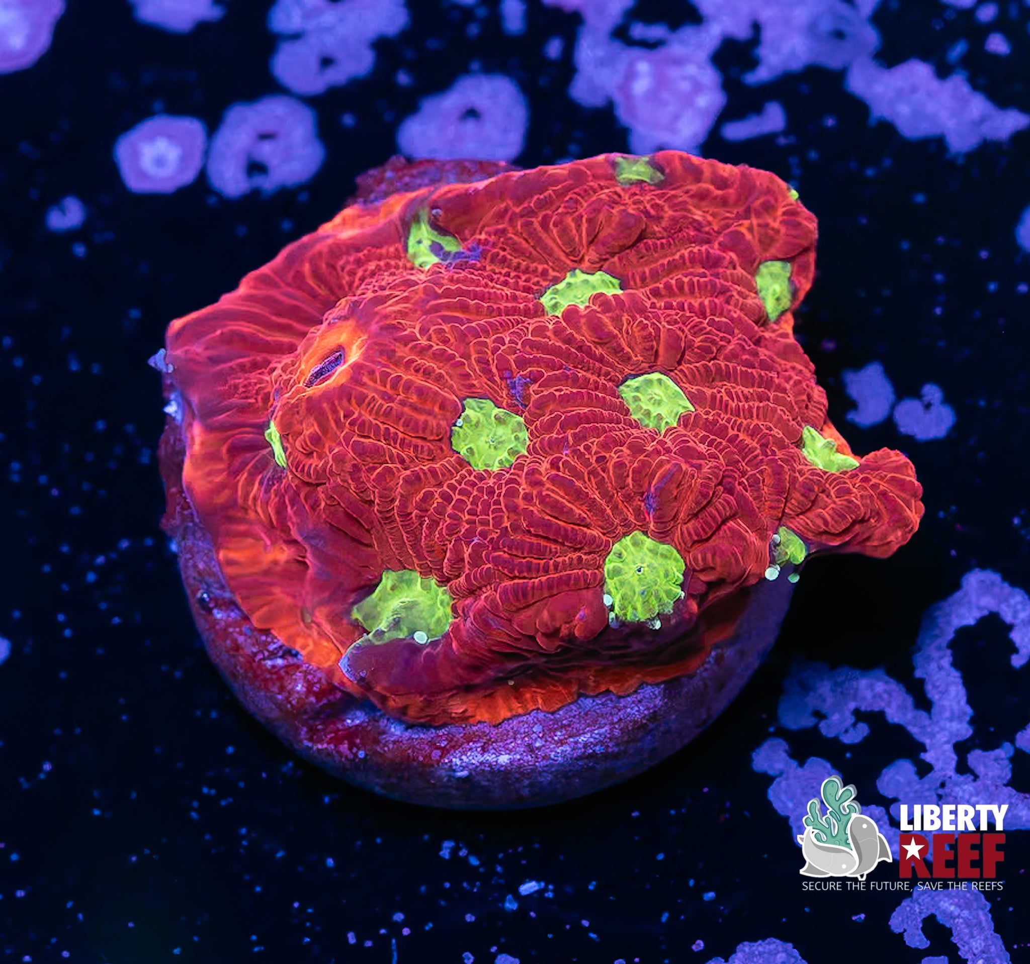 Yellow Eye Favites