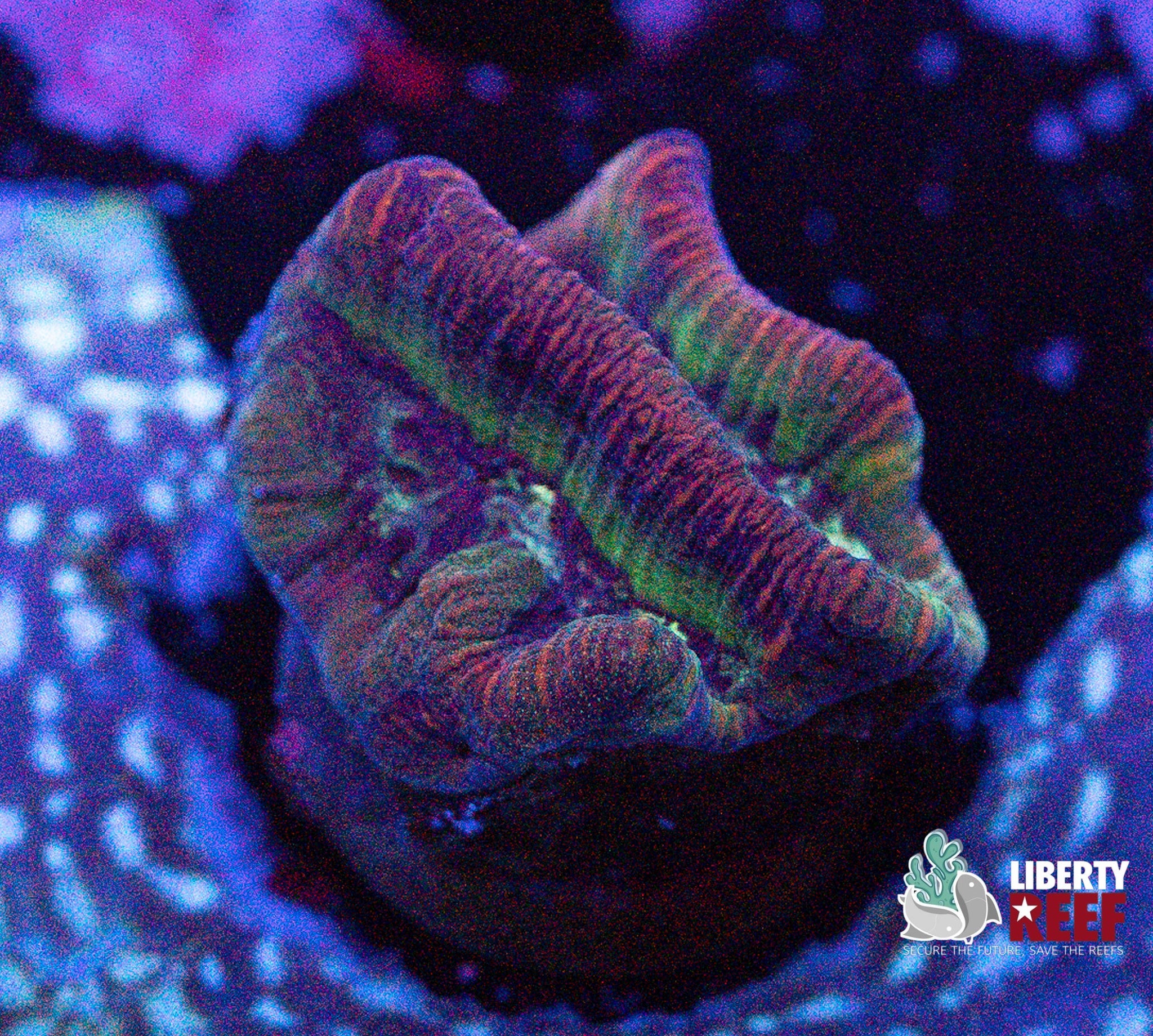 Liberty Reef Auction