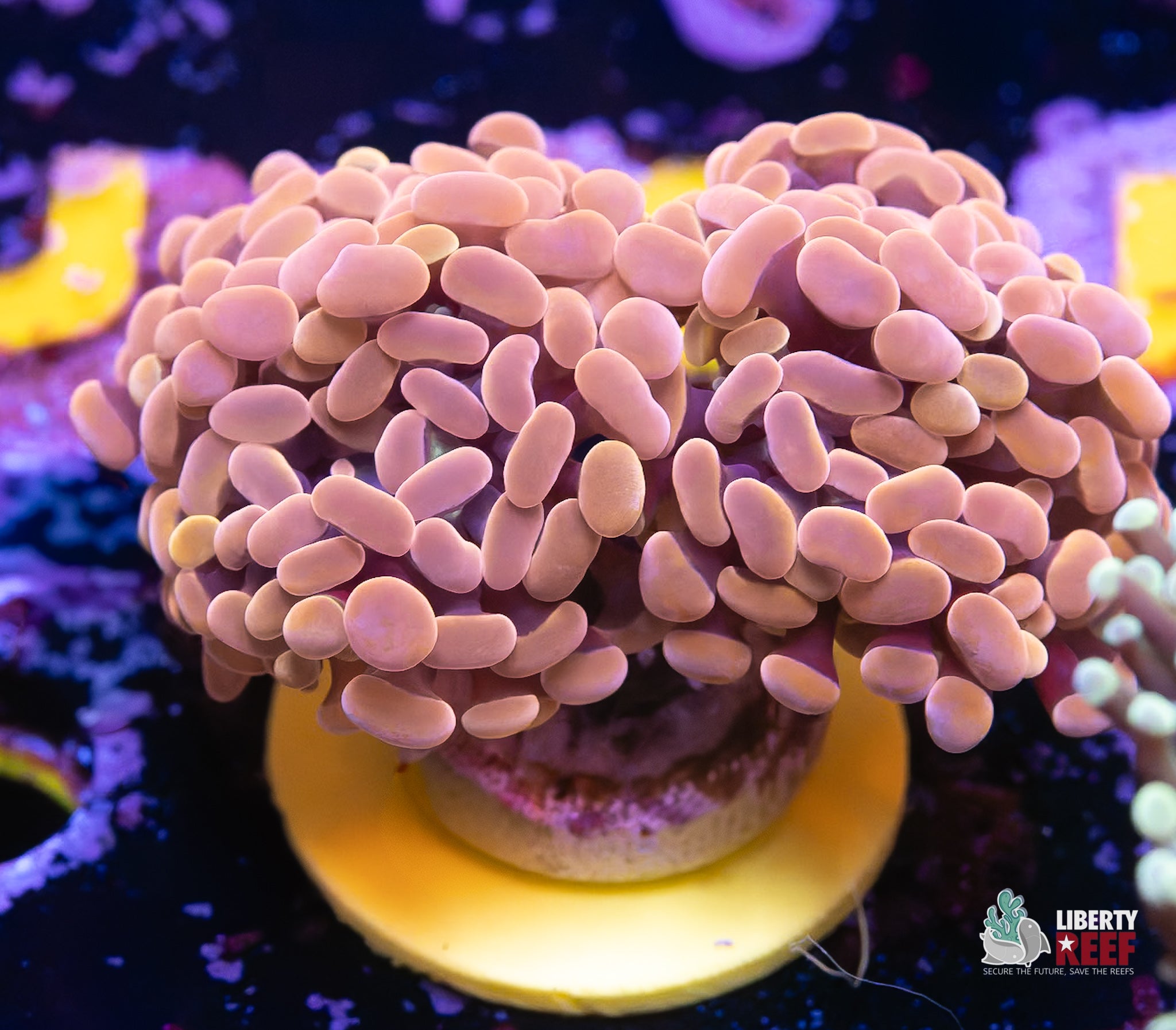 10/31 Online Auction