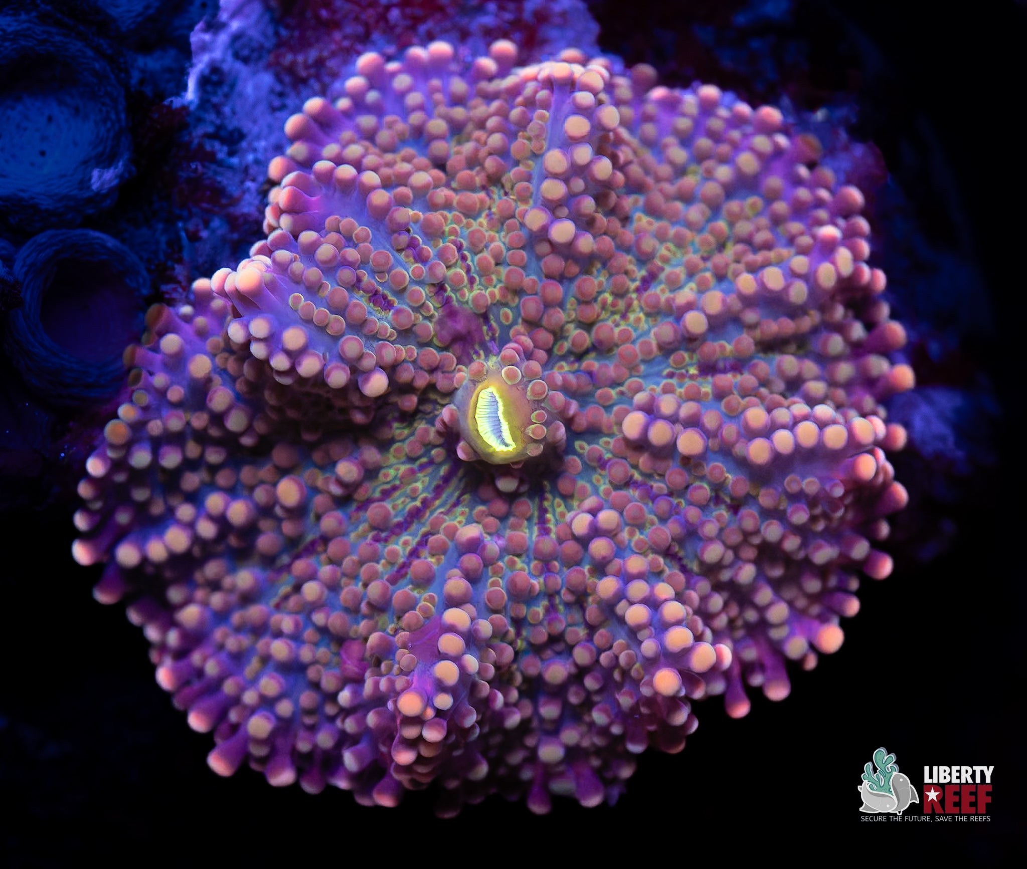 Pretty Pink Rainbow Yuma Mushroom