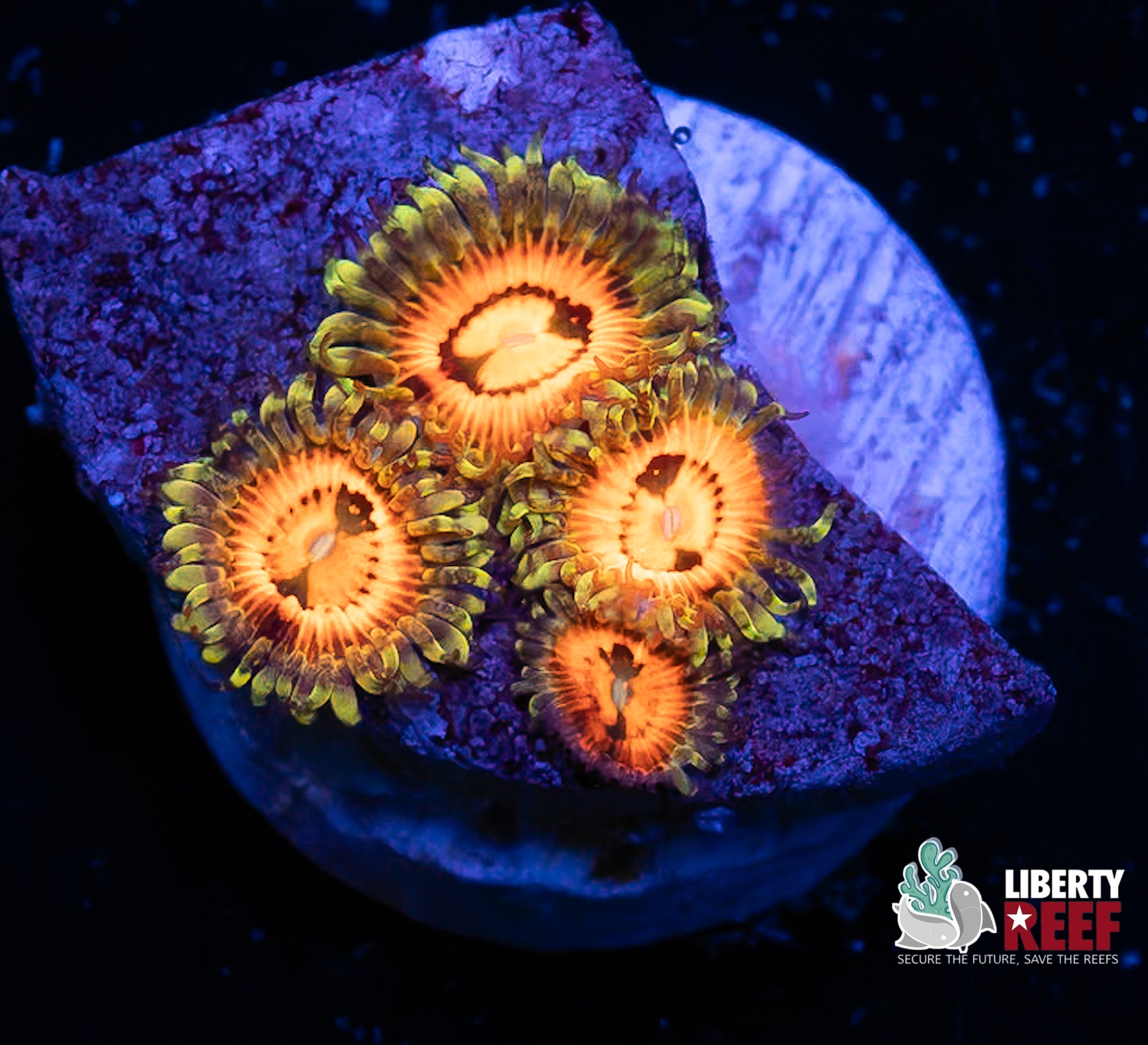 Rainbow Incinerator Zoas