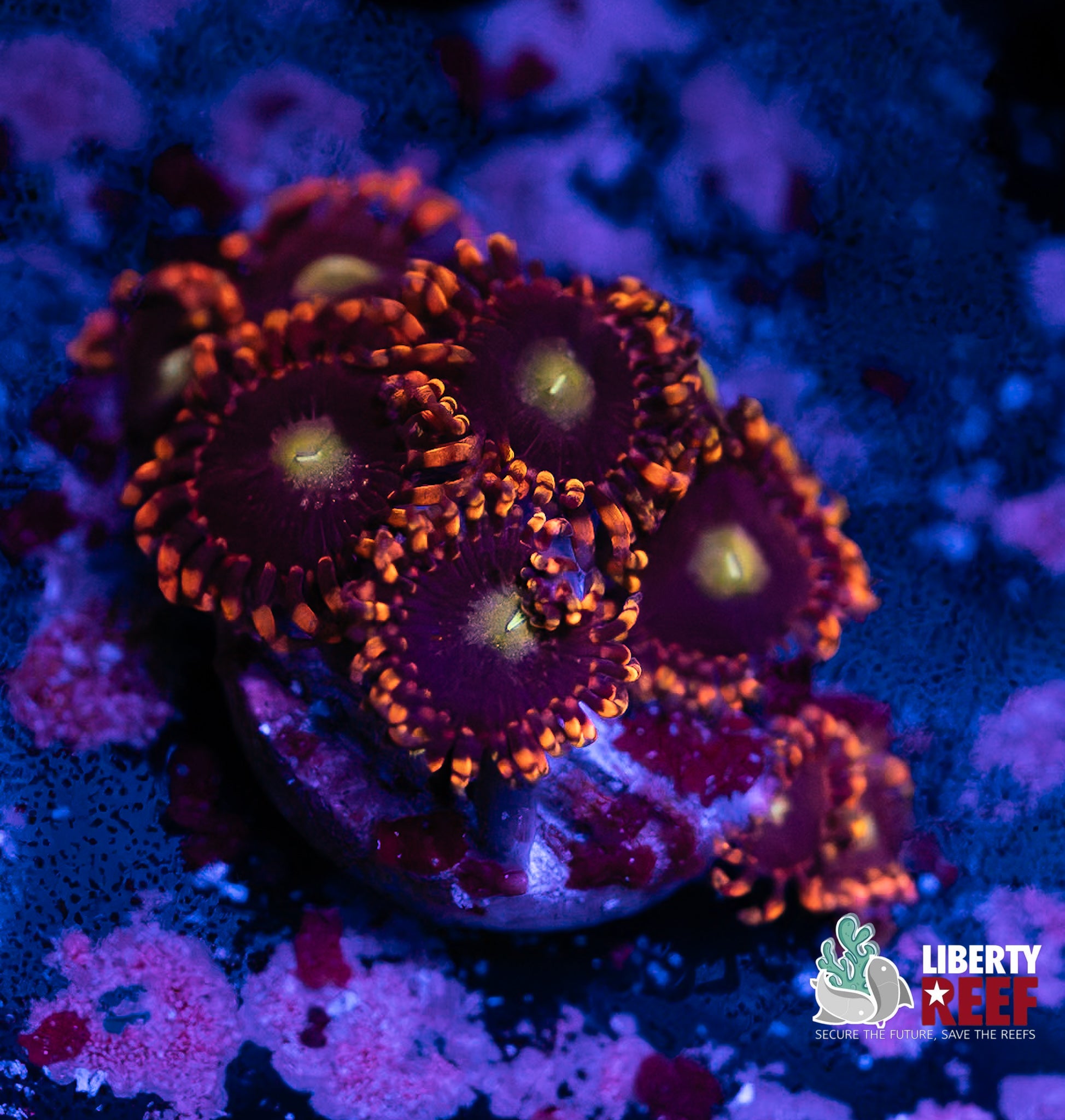 Big R Bozos Zoas