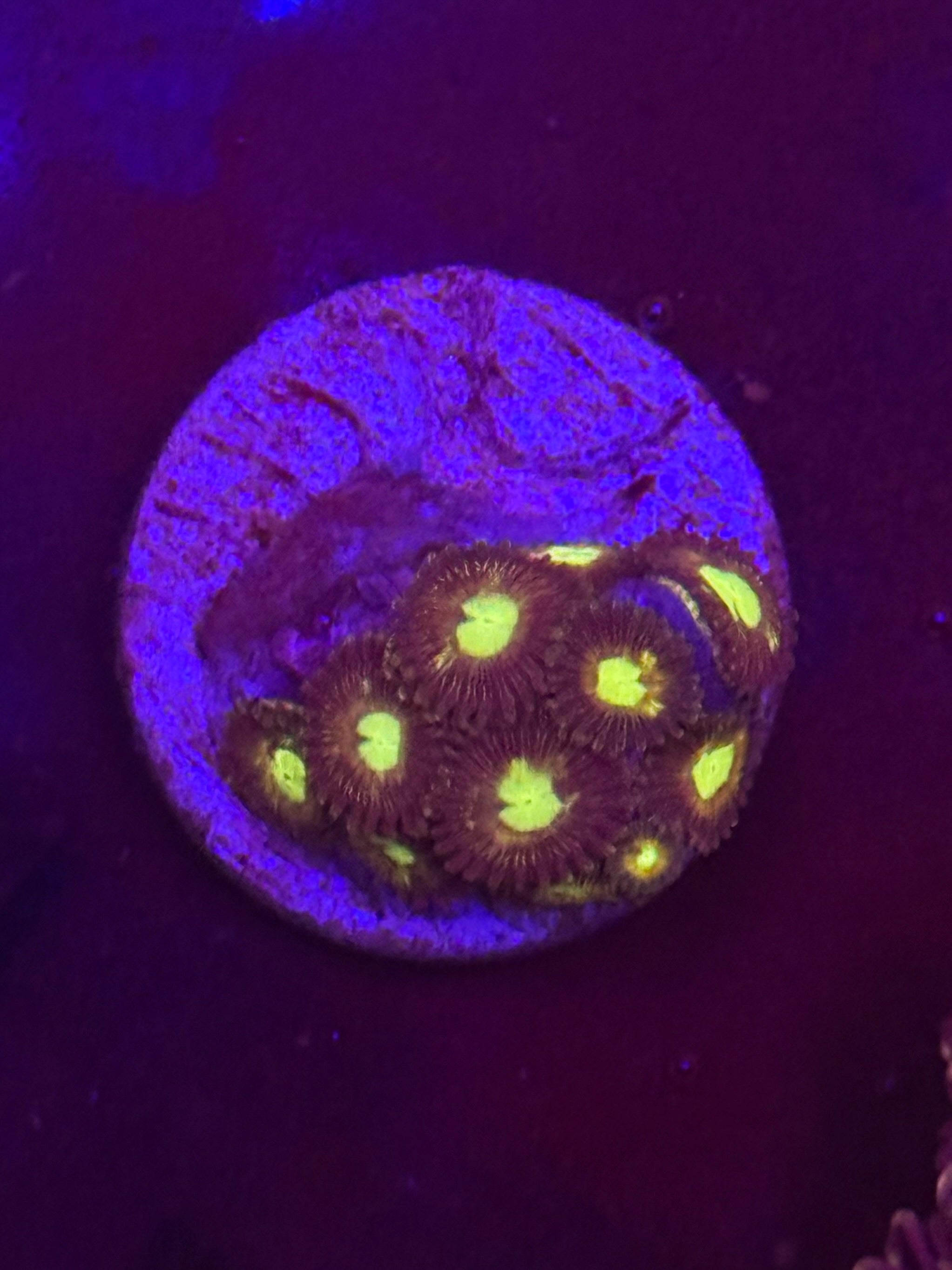 Nuclear Zoas