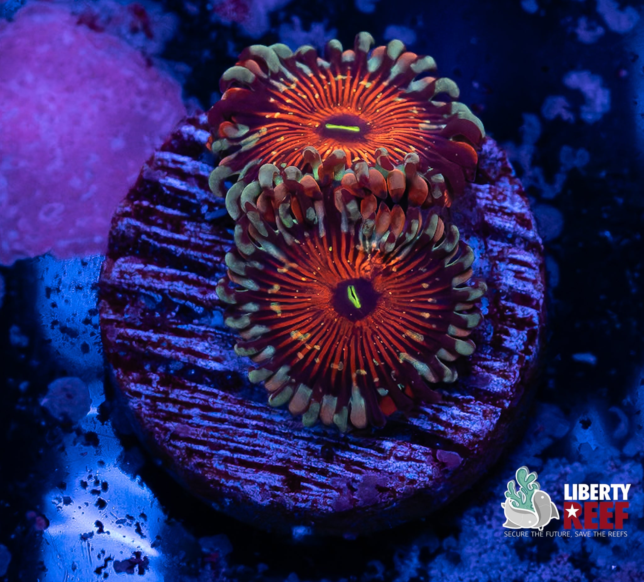 Seduction Zoas