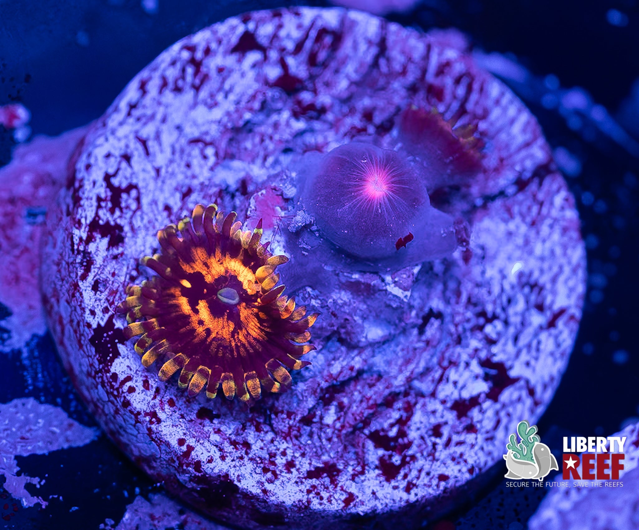 Reverse Hallucination Zoas