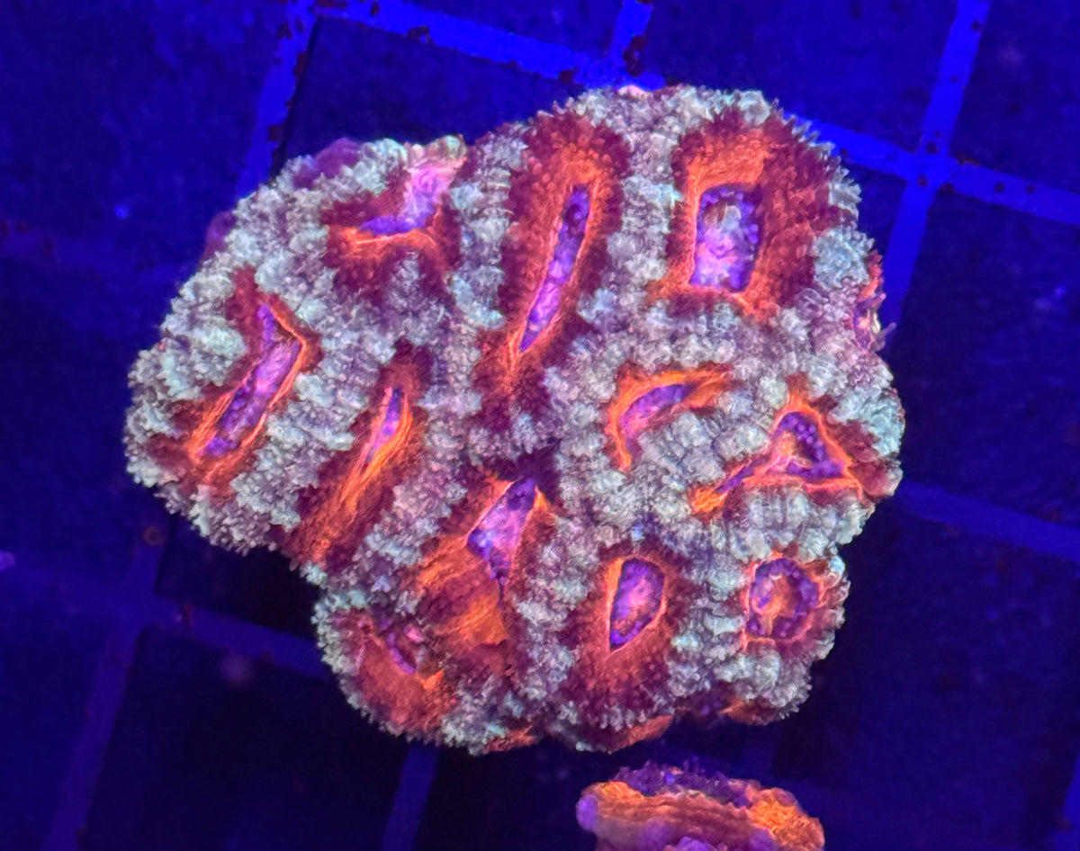 LPS Coral