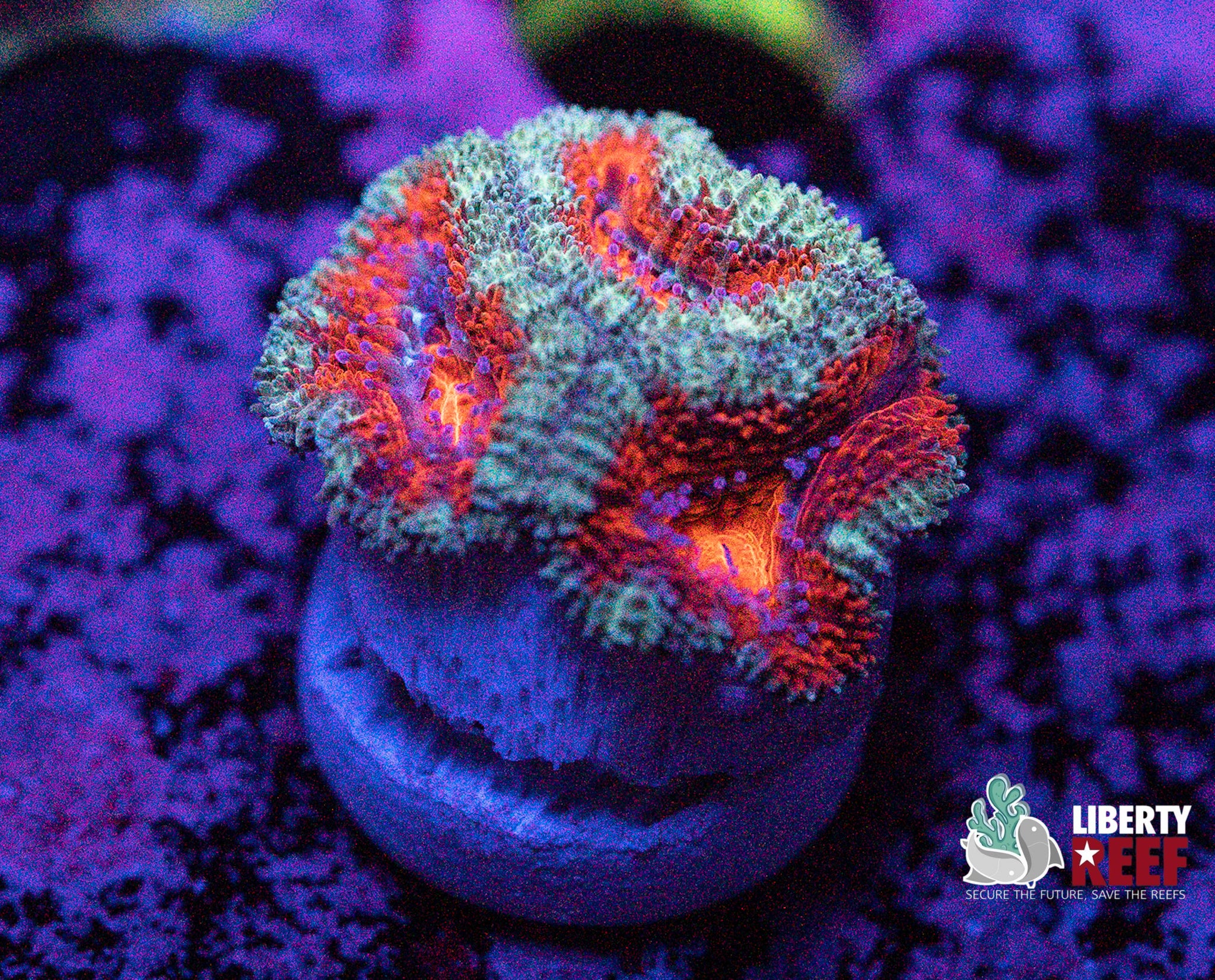 Candy Cane Acan