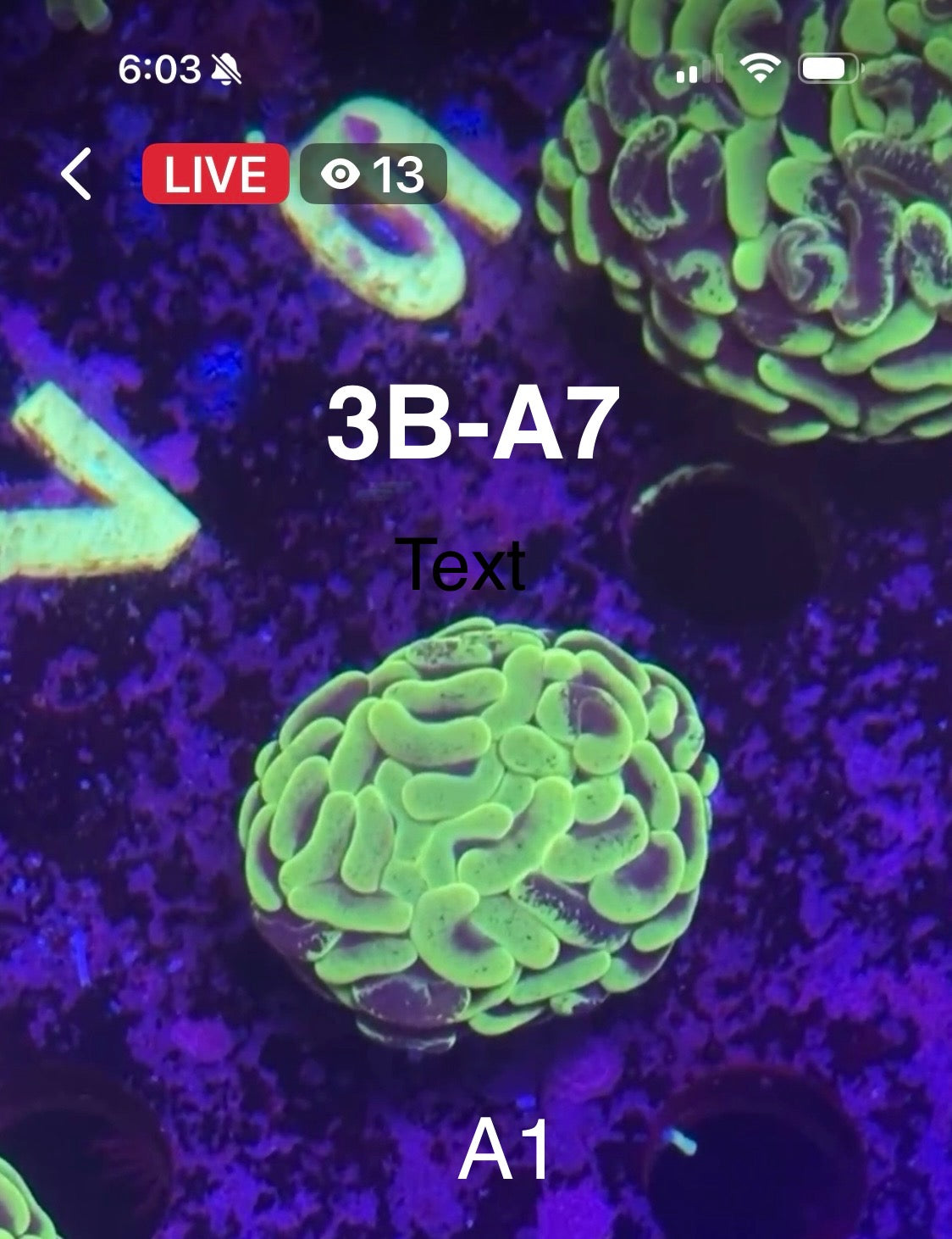 Facebook Live Auctioning