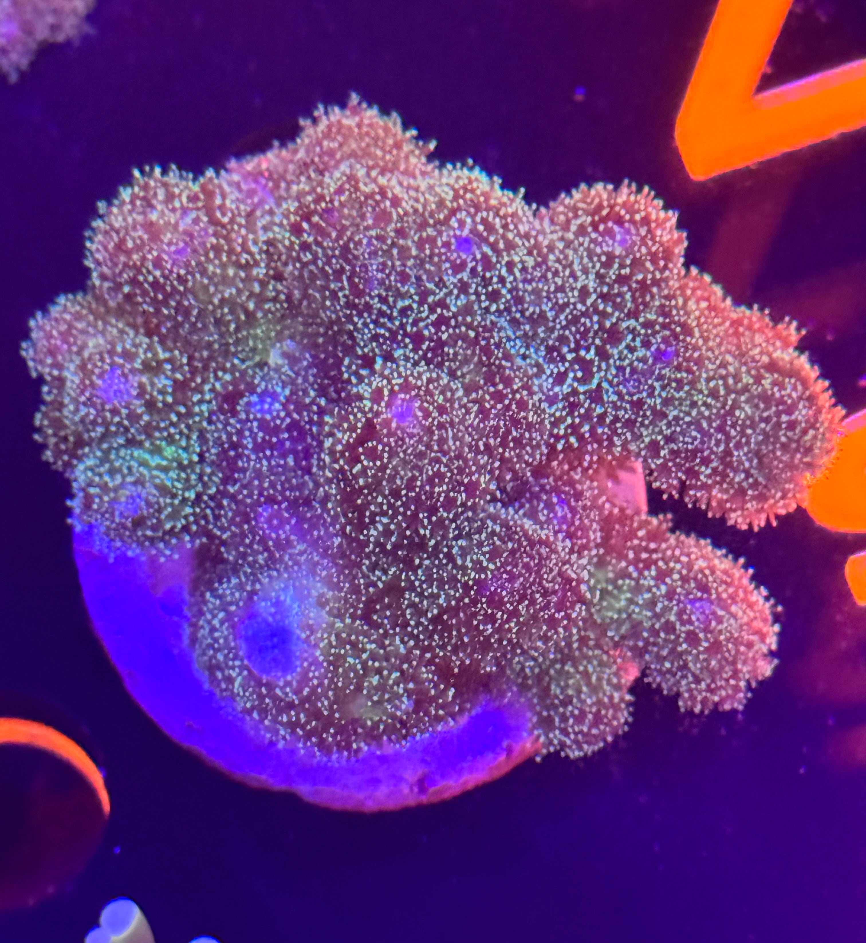 Neon Green Pocillopora Mini Colony