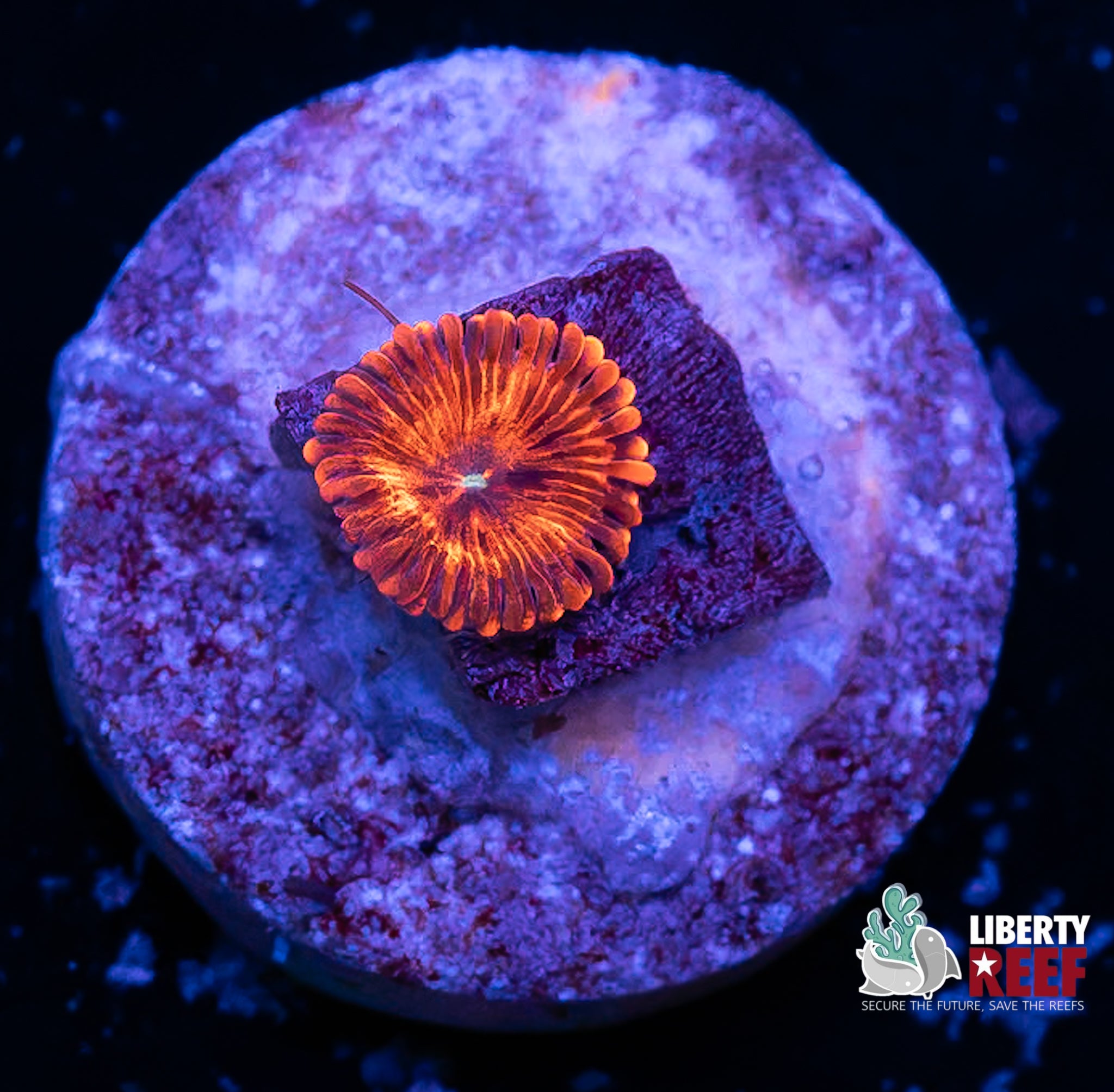 El Corazon Zoa