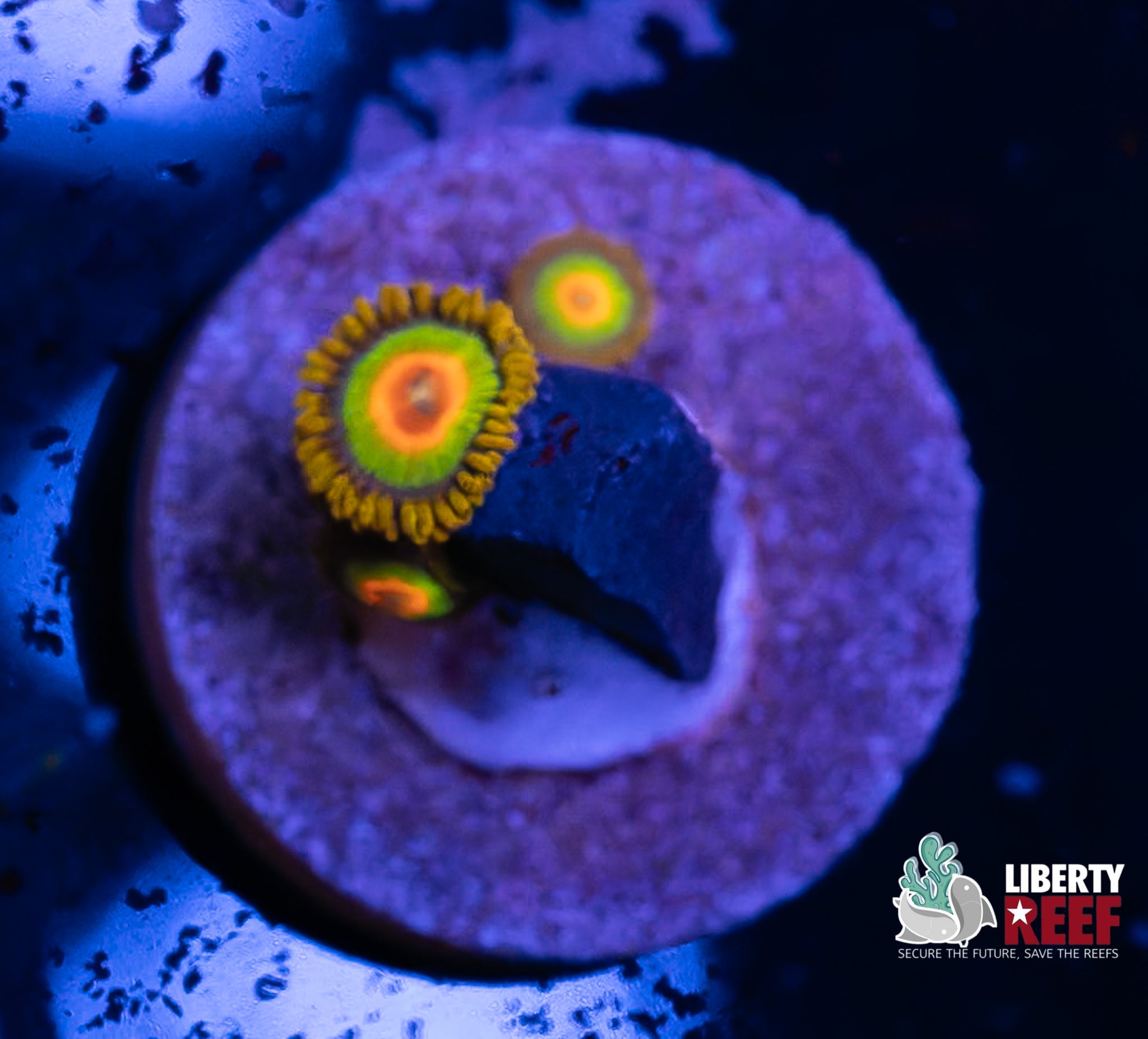 Rasta Zoas