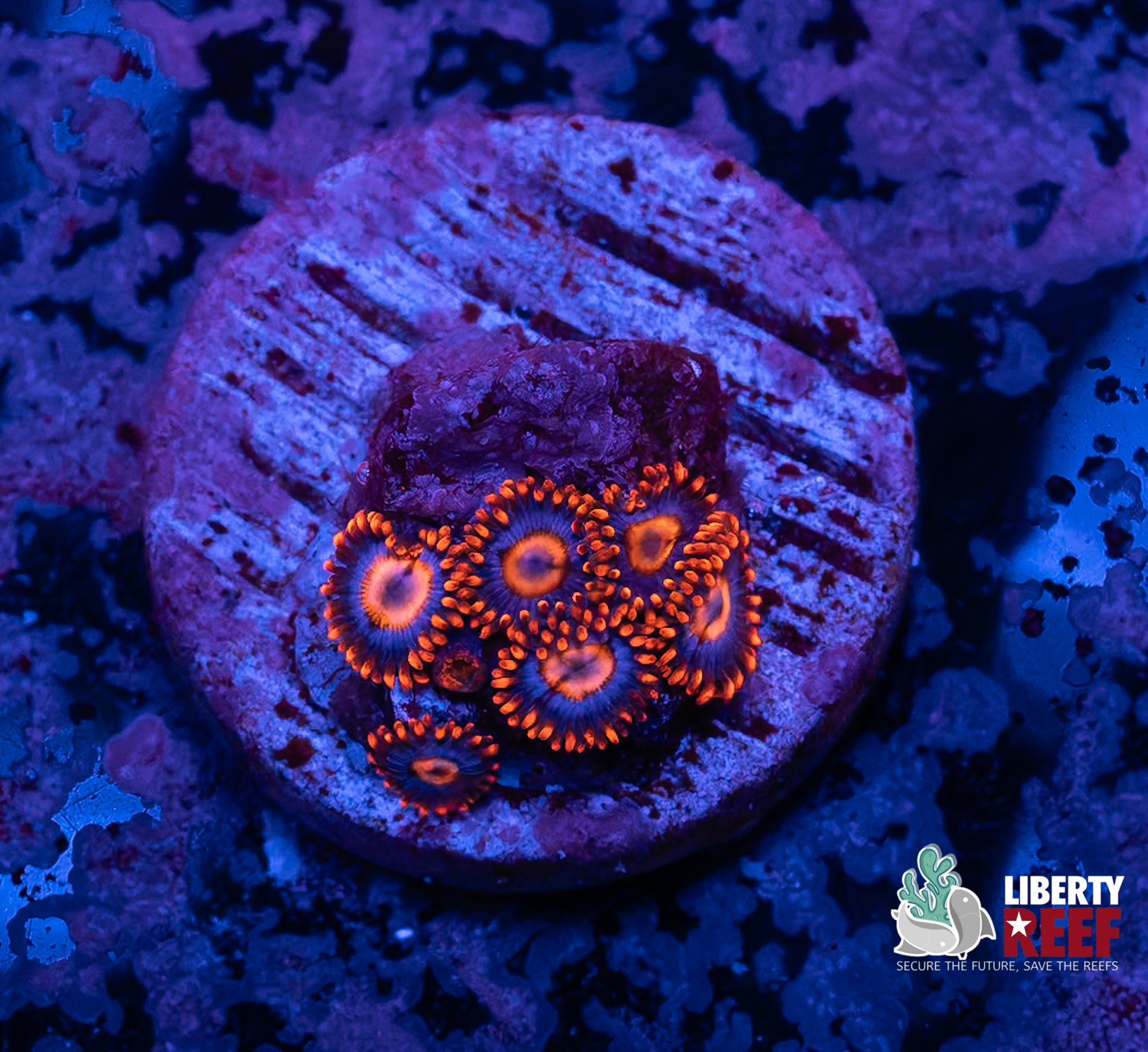 CB Snitches Zoas