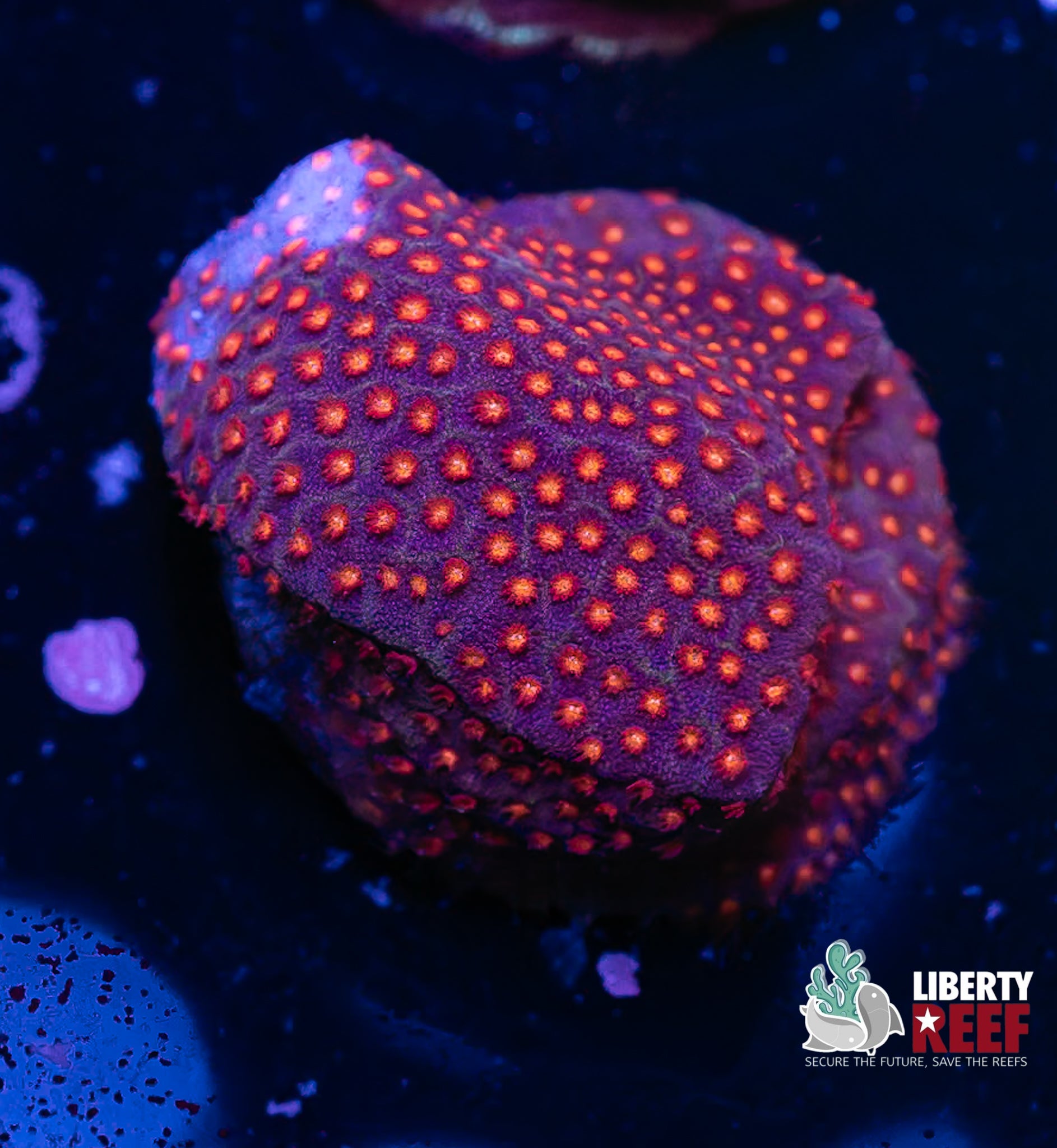 Darth Inferno Porites