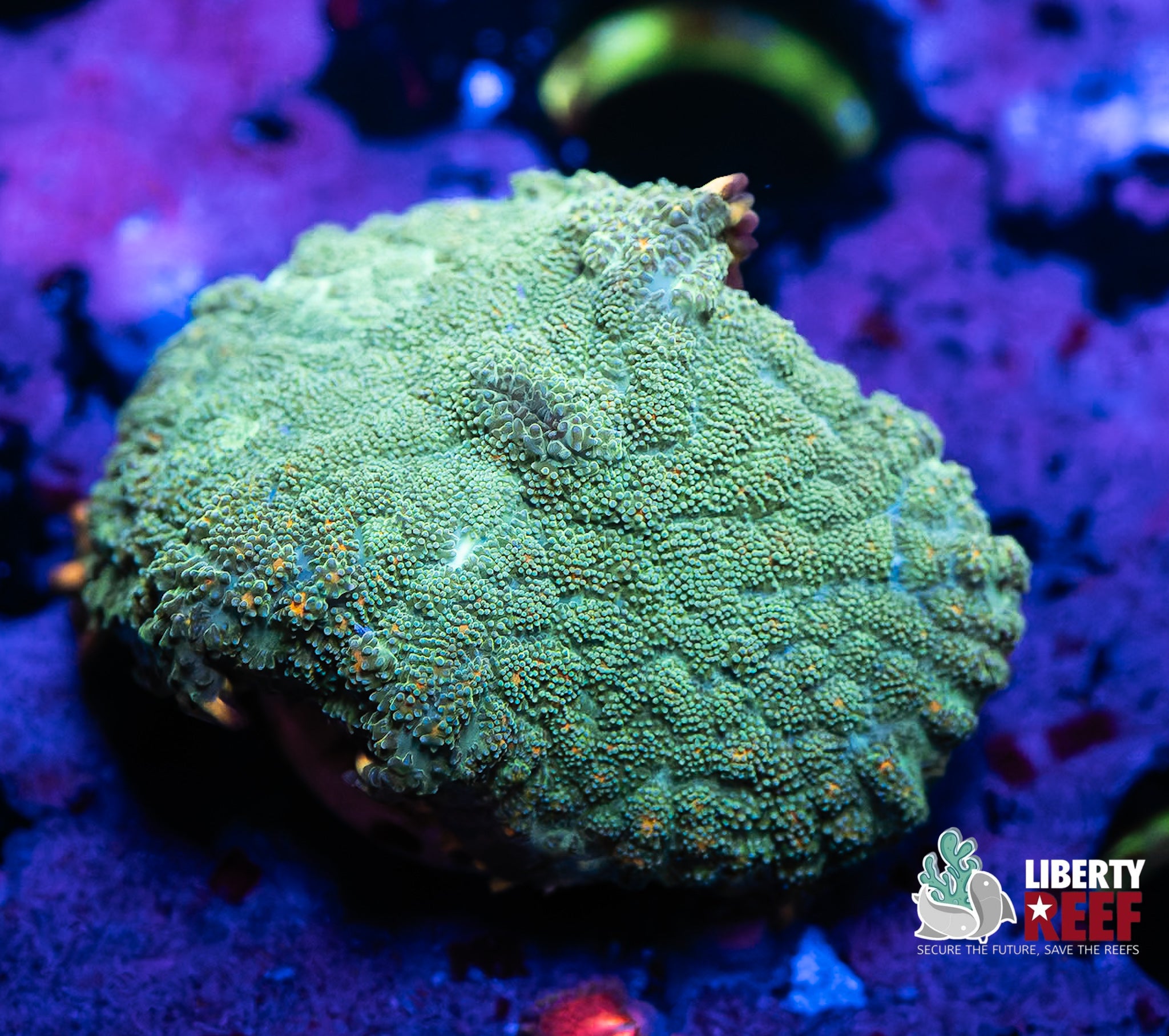 Green Rhodactis Mushroom