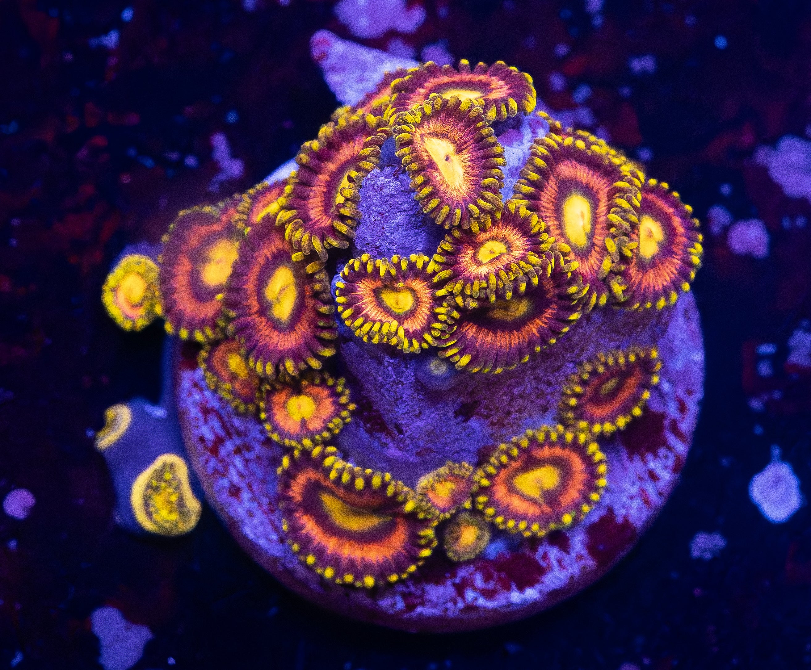 Laser Lemons Zoas