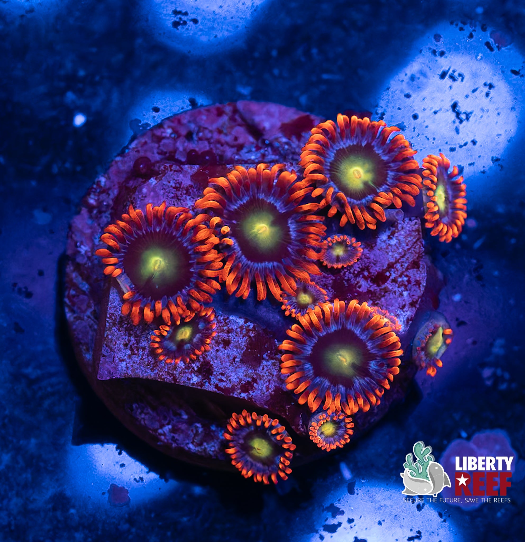 Circus Zoas