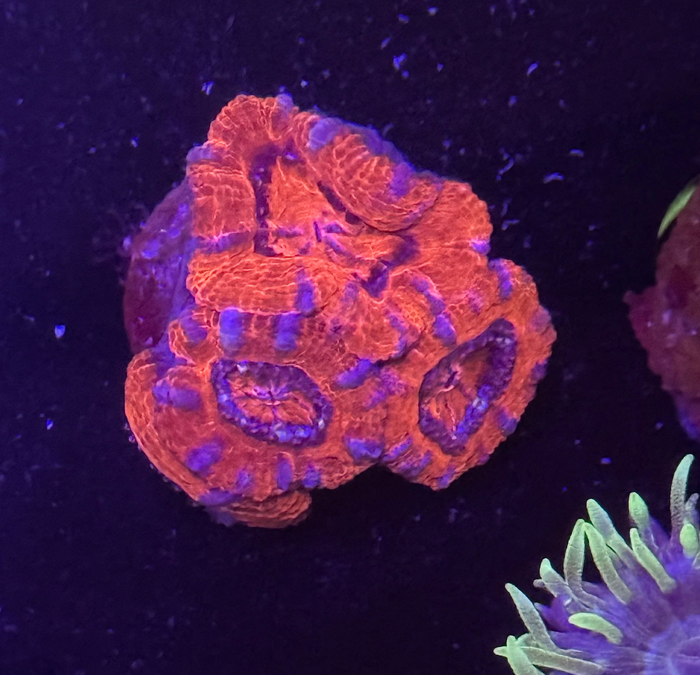 Superman Acan Frag