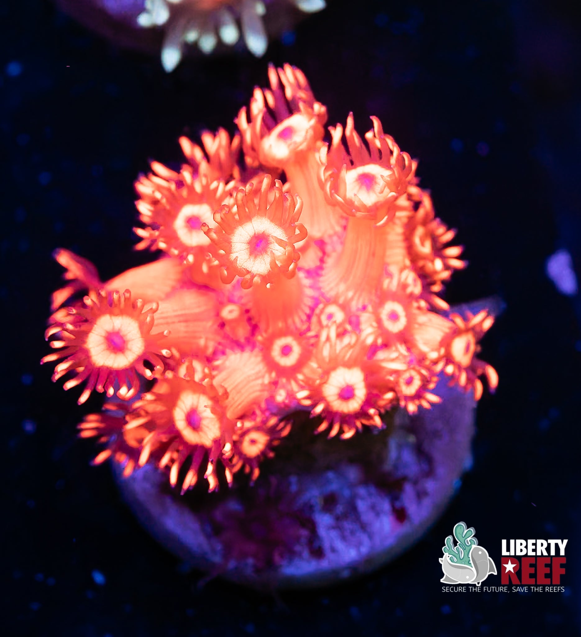 Metallic Red Goniopora