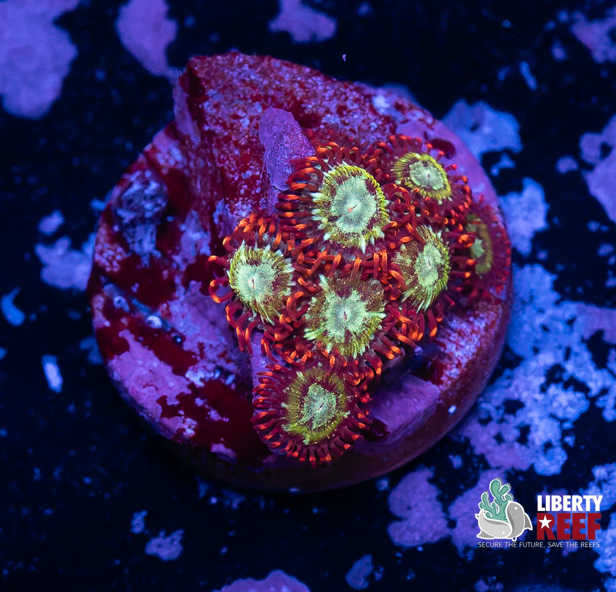 Treehouse on Fire Zoas