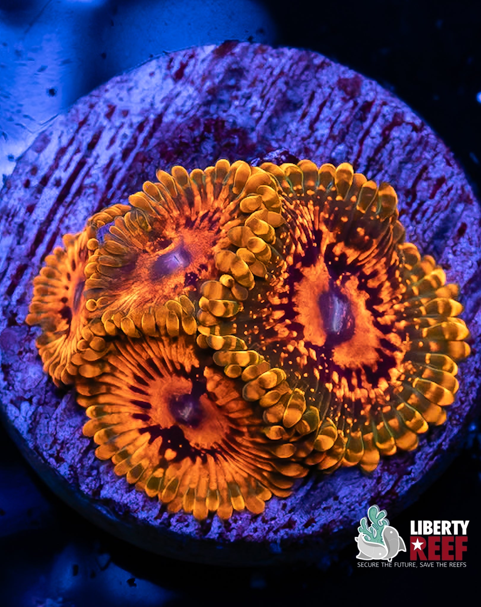 Grand Master Krak (GMK) Zoas