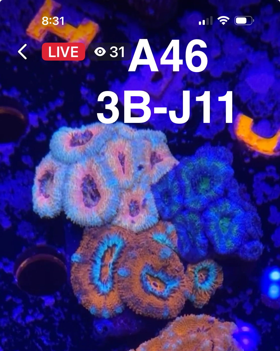 9/13 Facebook Live Auction