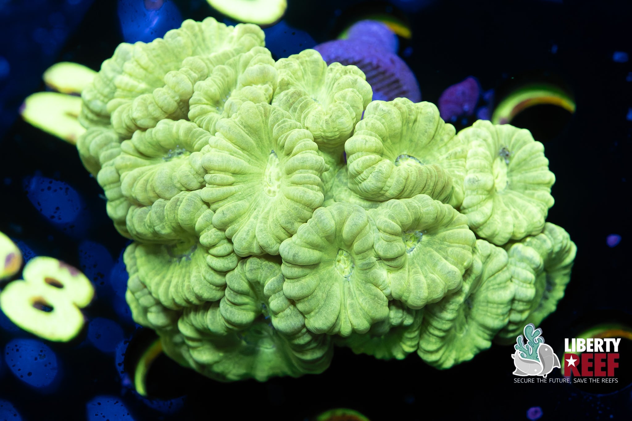 Neon Green Candy Cane Colony
