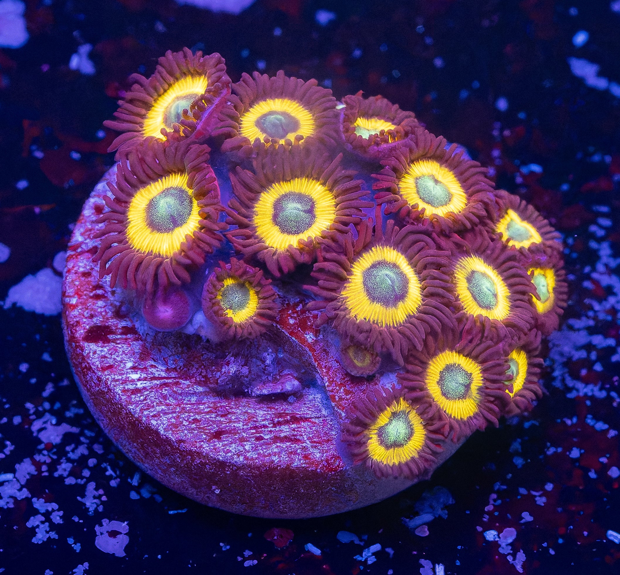 Vulcan Bloods Zoas