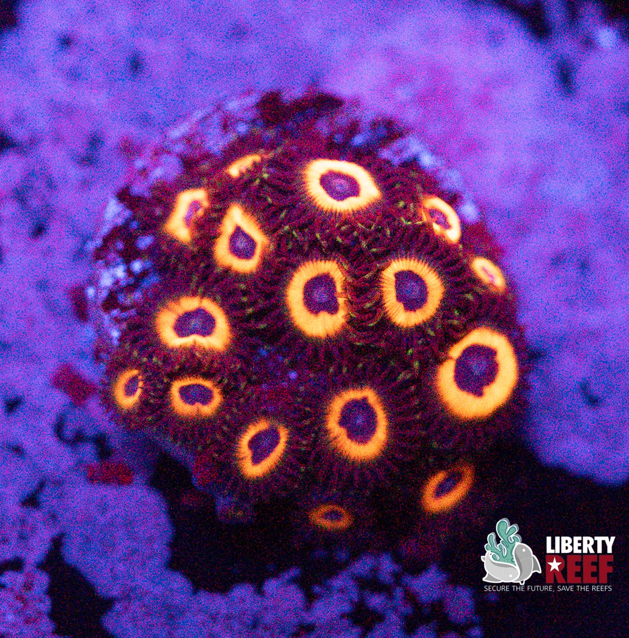 Reverse Bob Marley Zoas
