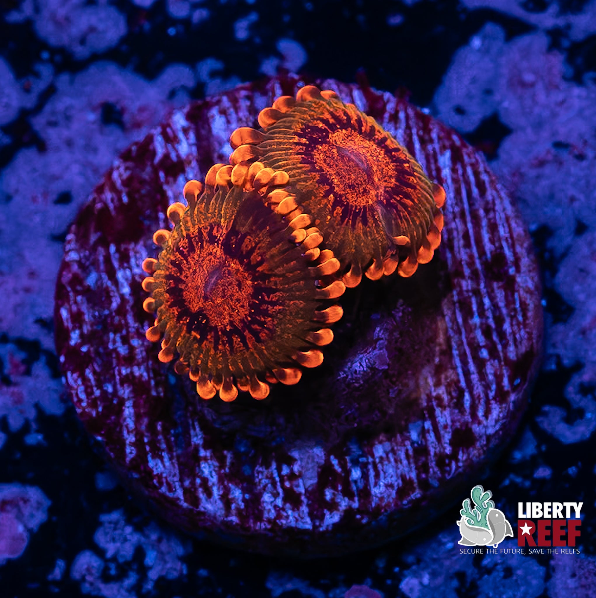 2p Speckled Krak Zoas