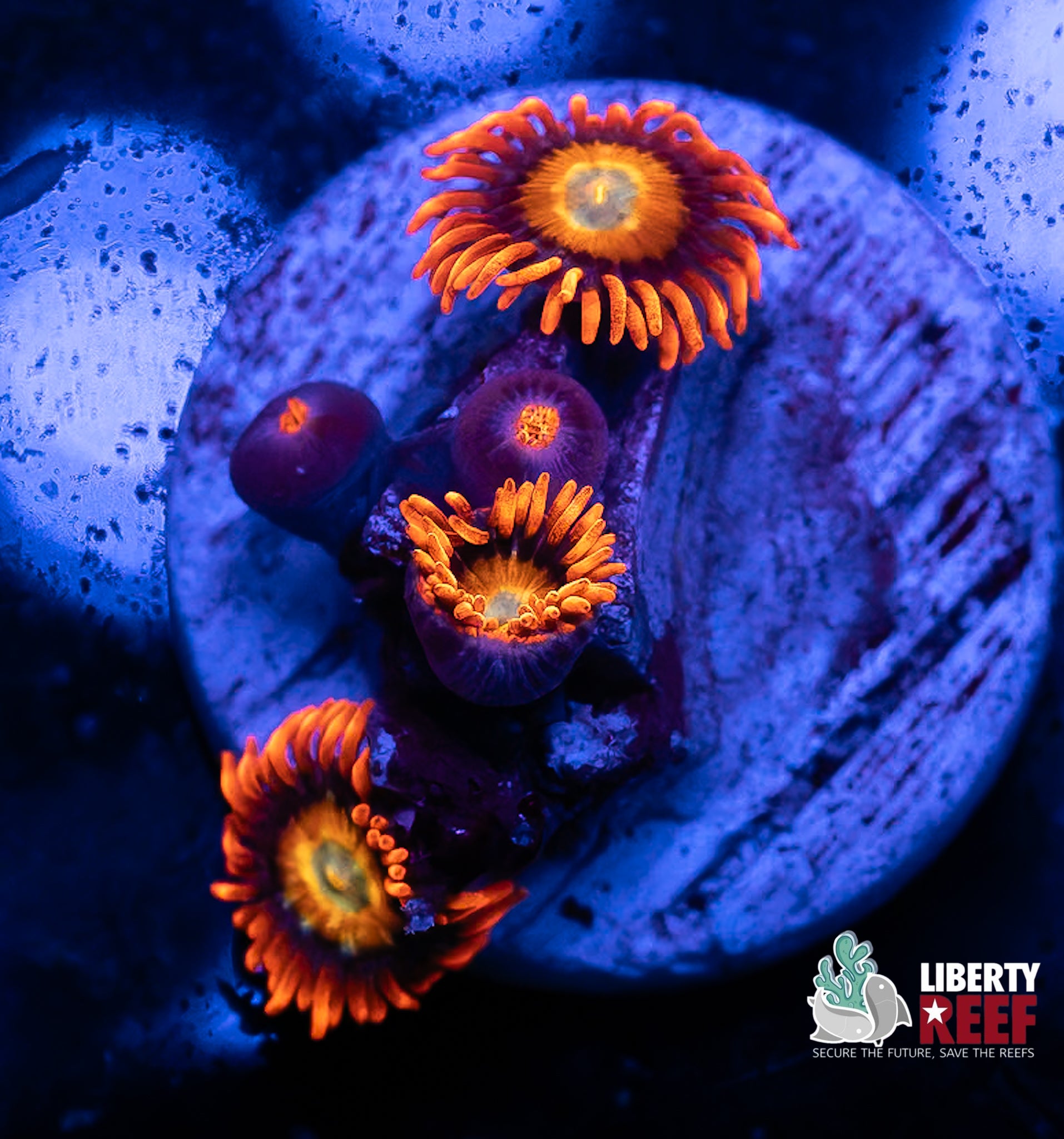 Wicked Zoas