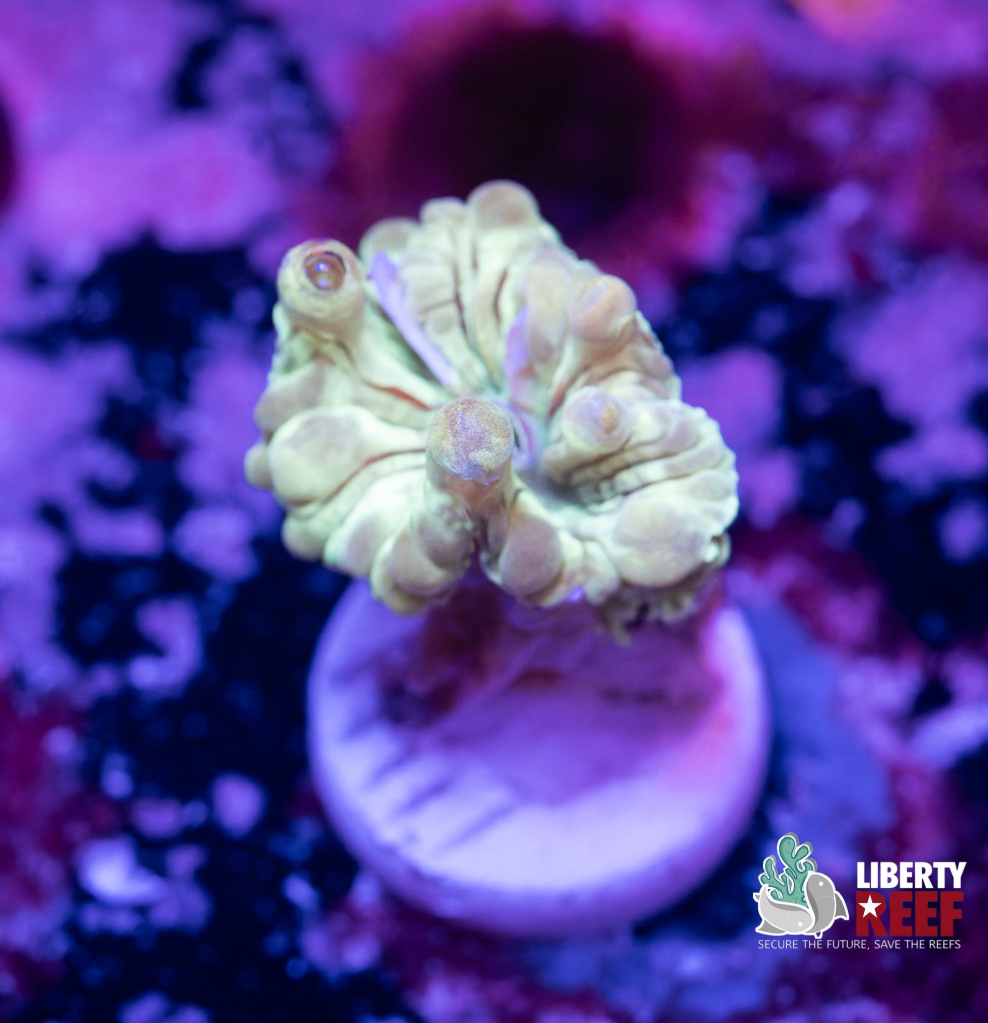Ocean Mist Fox Coral