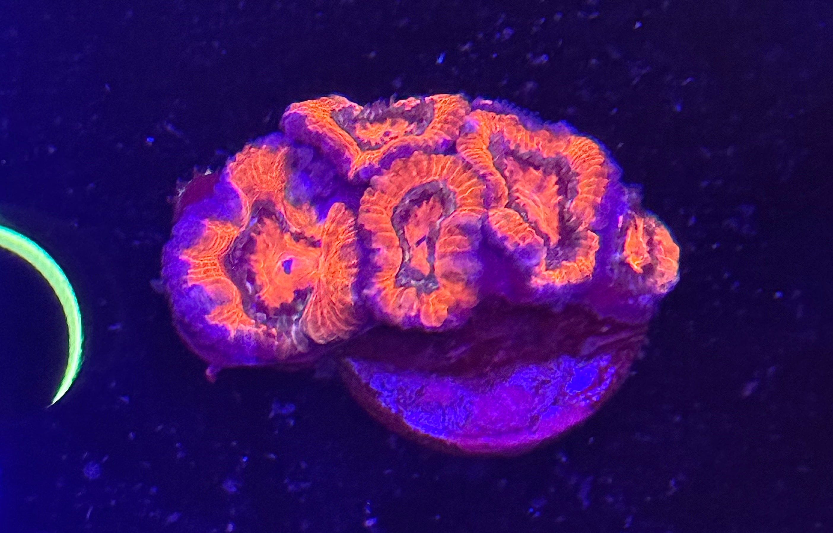 Inferno Acan Chunk