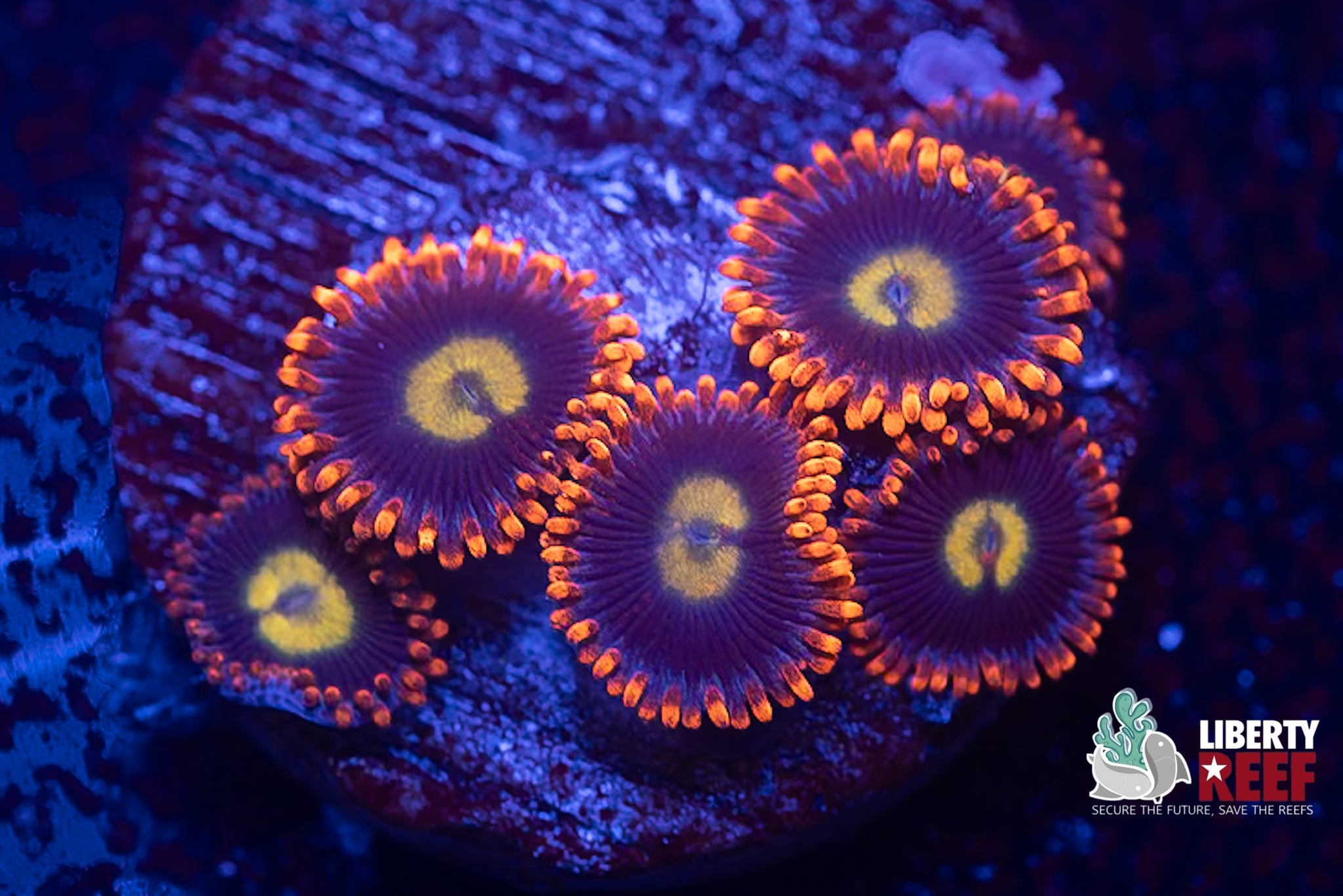 LCB Buckeye Zoas