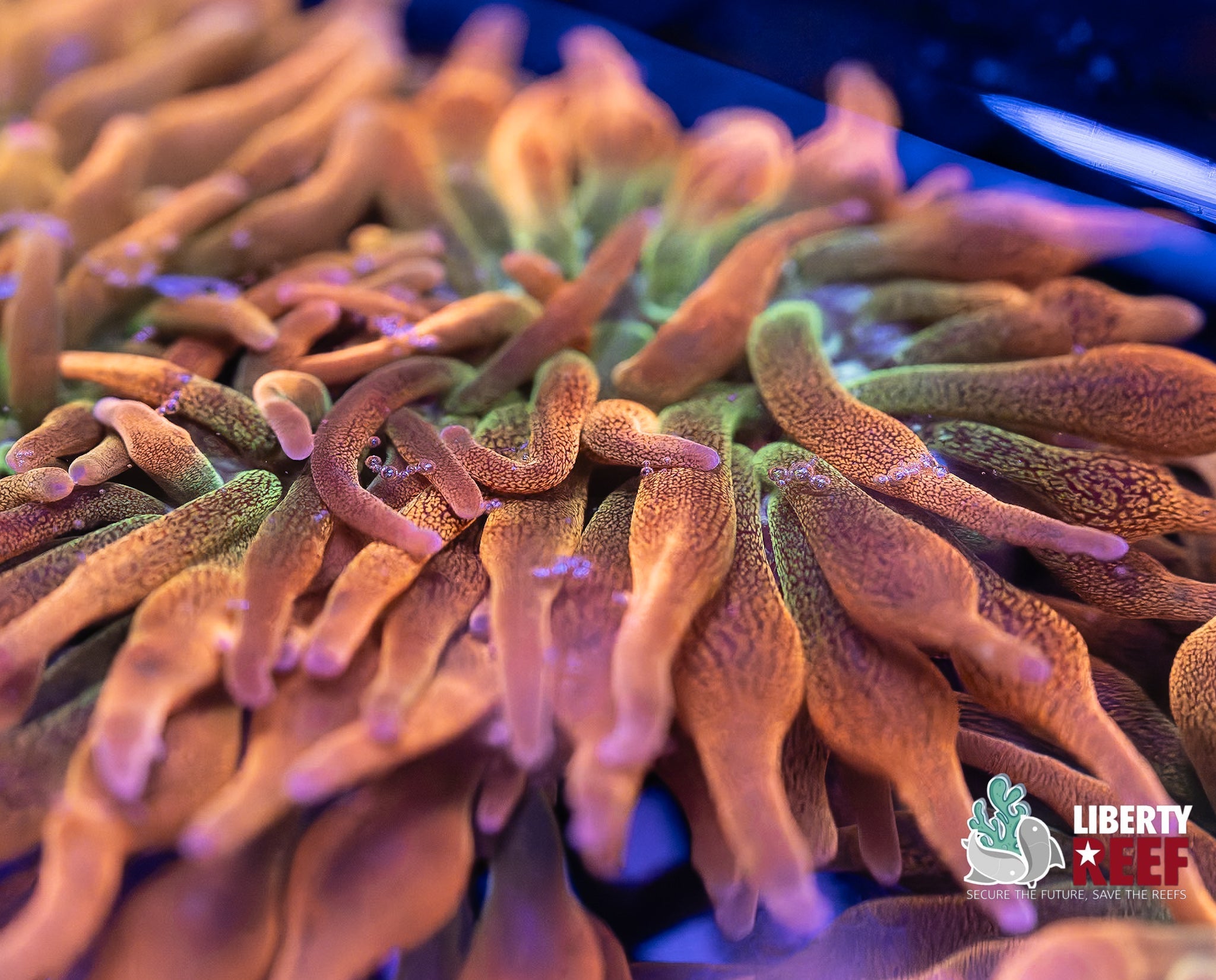 Liberty Reef Auction