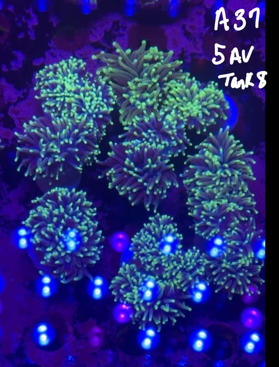 Kevin Love 10/18 Facebook Live Auction