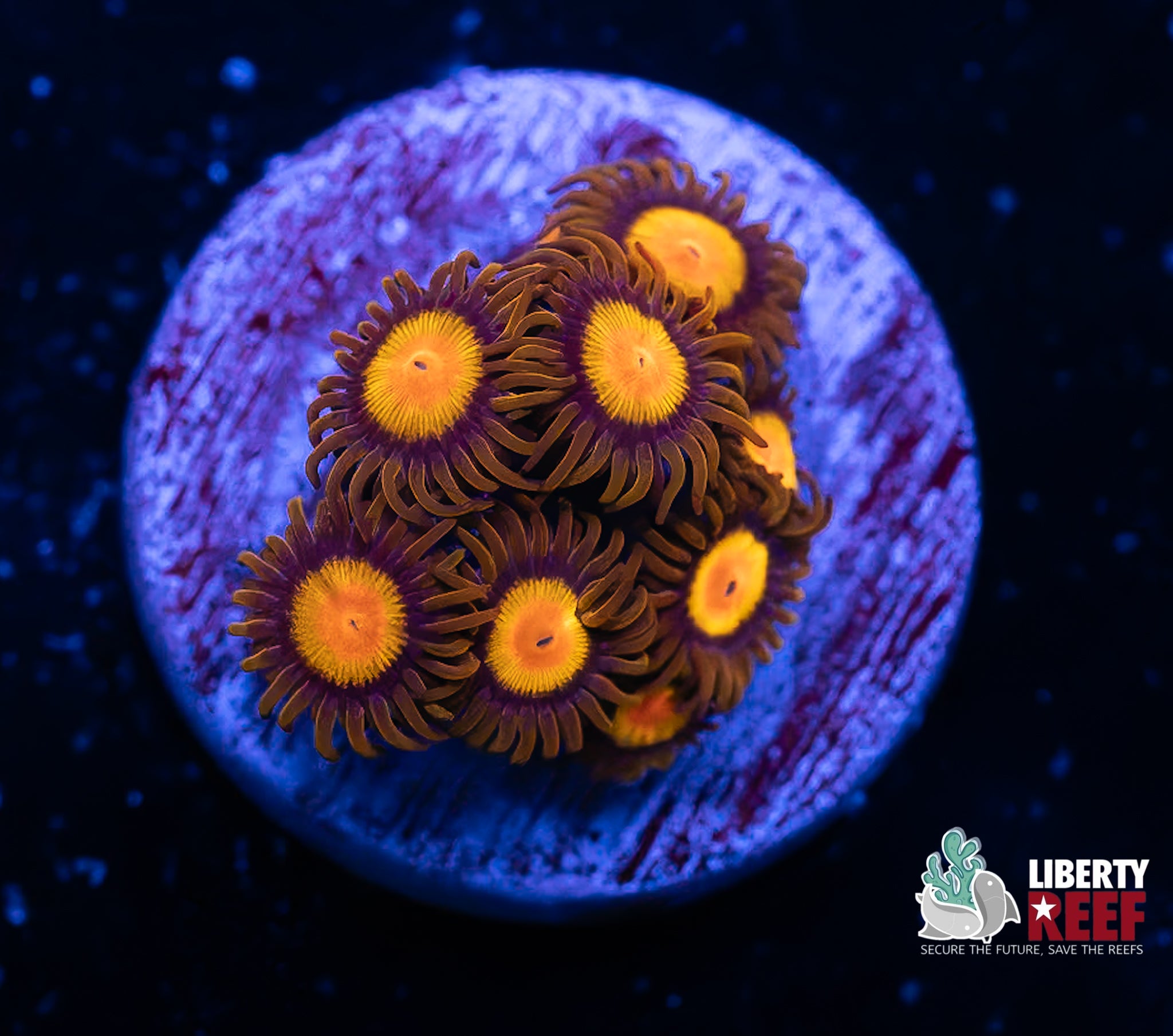 King Midas Zoas